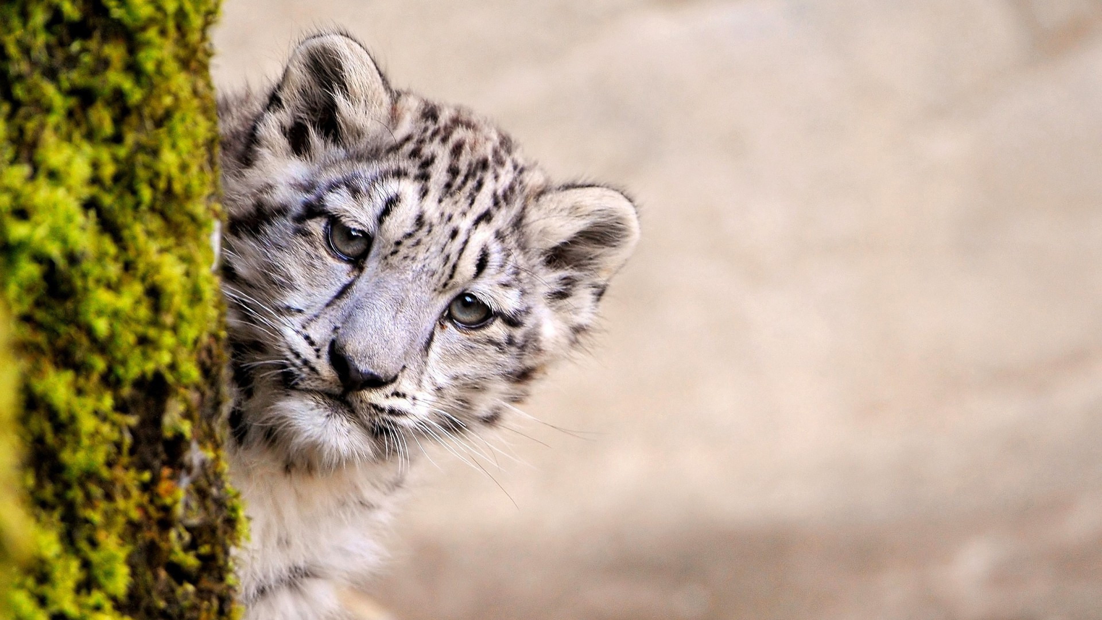 snow leopard, animals, predator, HD Wallpaper