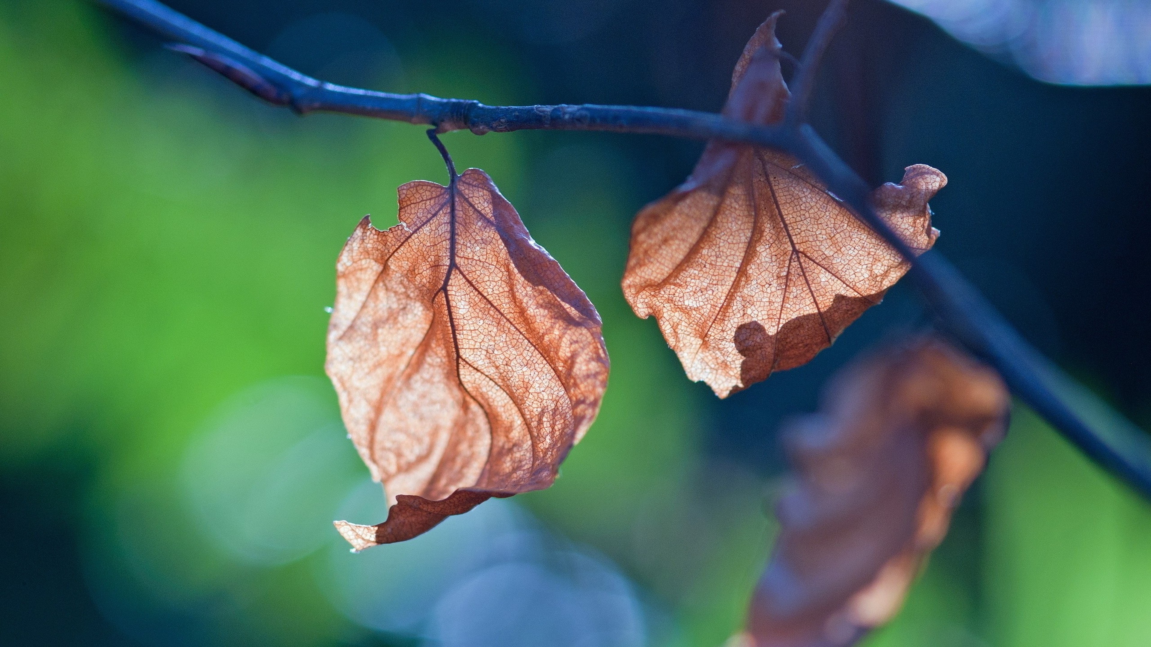leaf, branch, nature, HD Wallpaper
