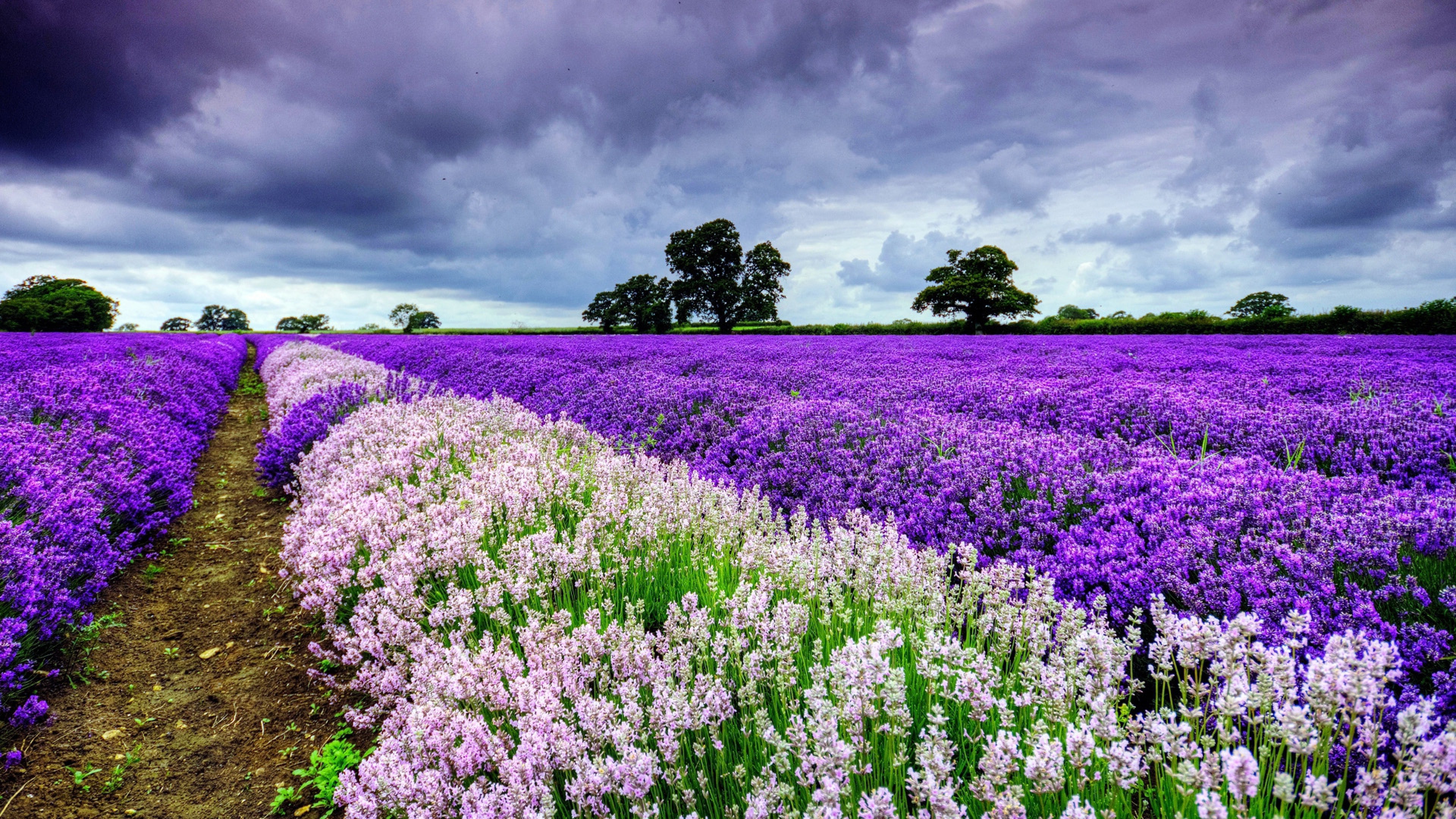flowers, field, nature, purple, HD Wallpaper