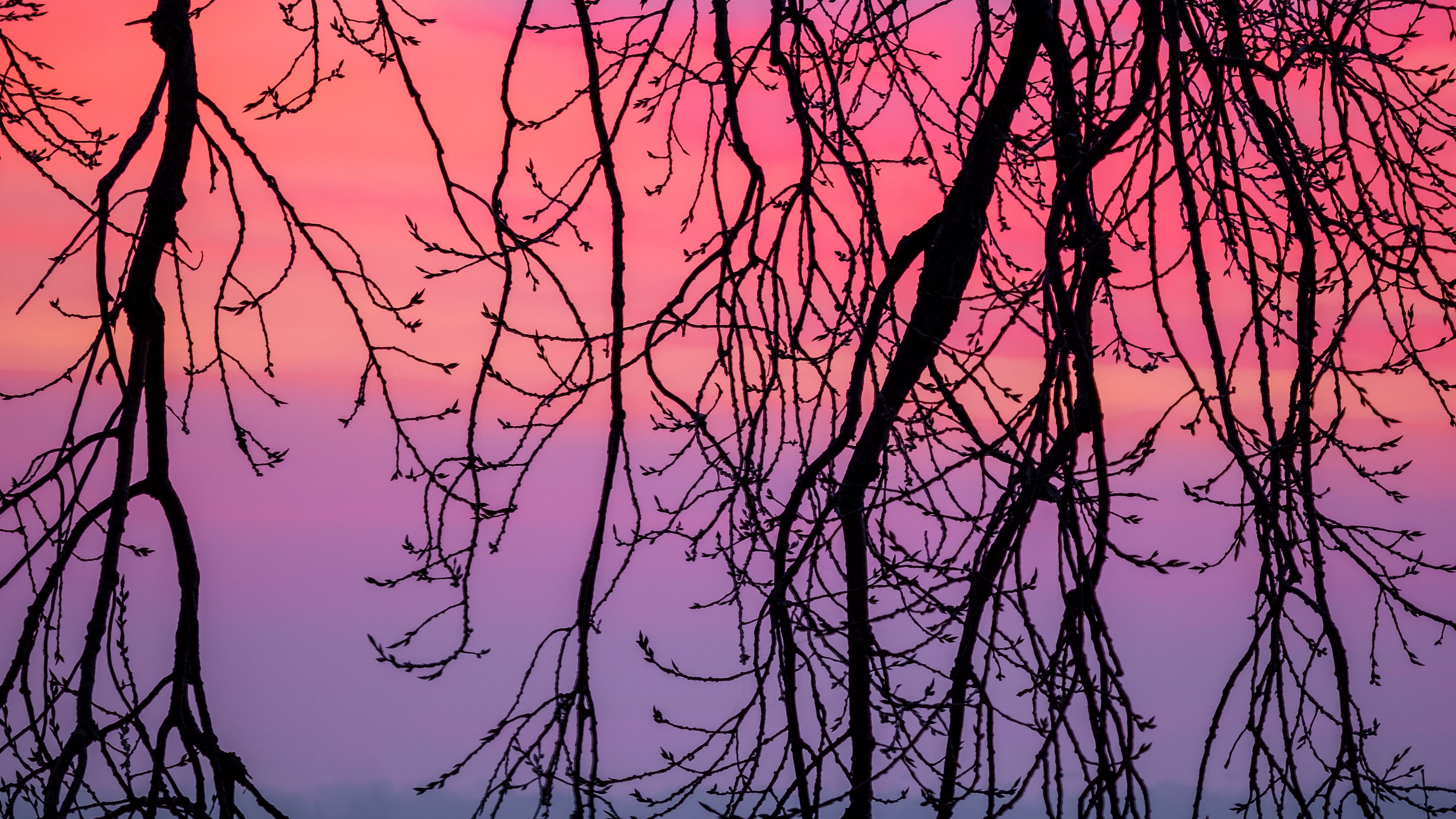 branches, sky, purple, dusk, nature, 4k, HD Wallpaper