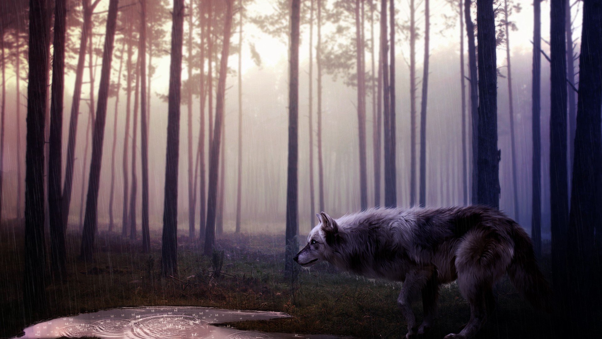 wild, wolf, predator, animals, HD Wallpaper