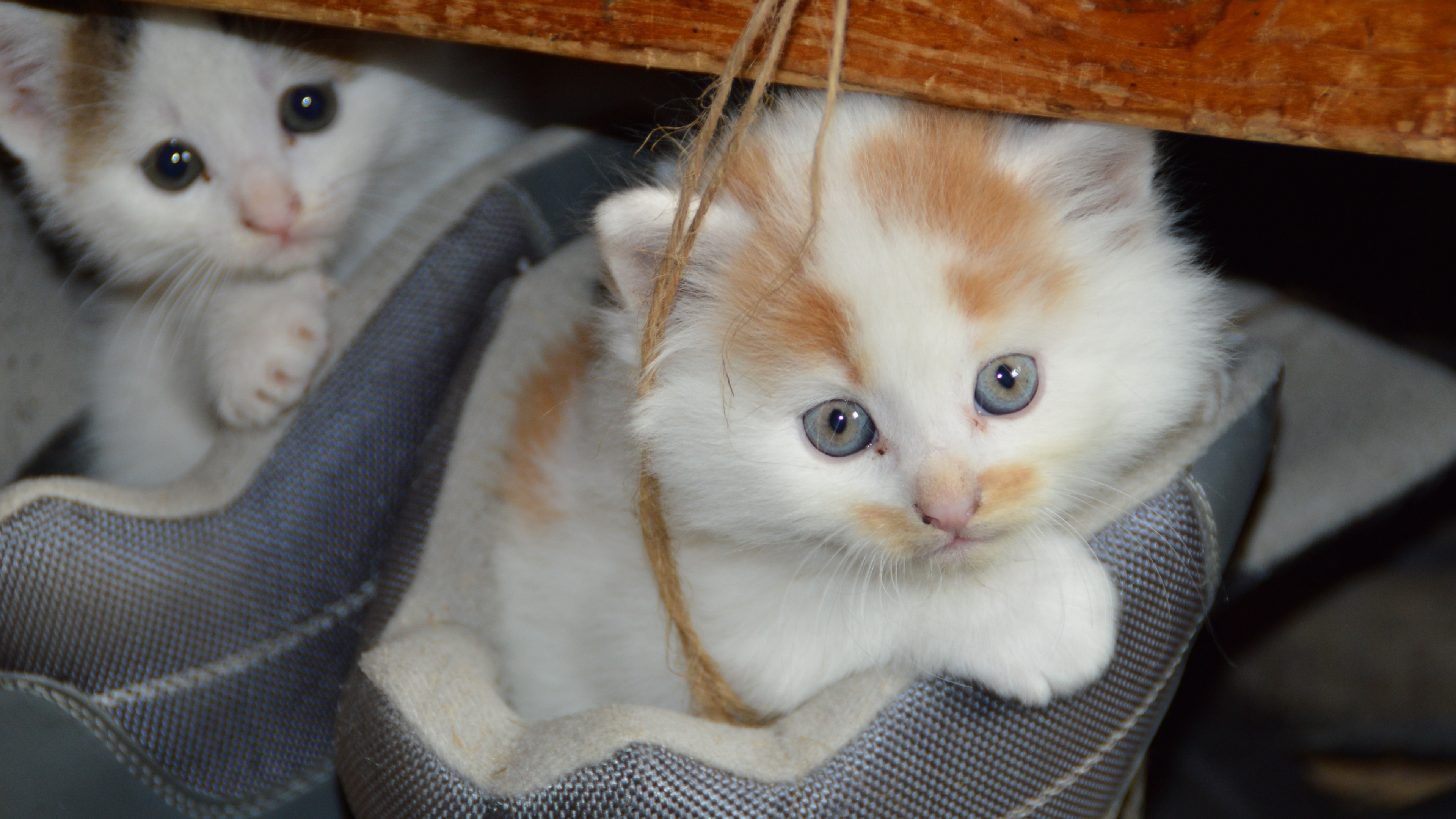 kitten, animals, cute, couple, HD Wallpaper