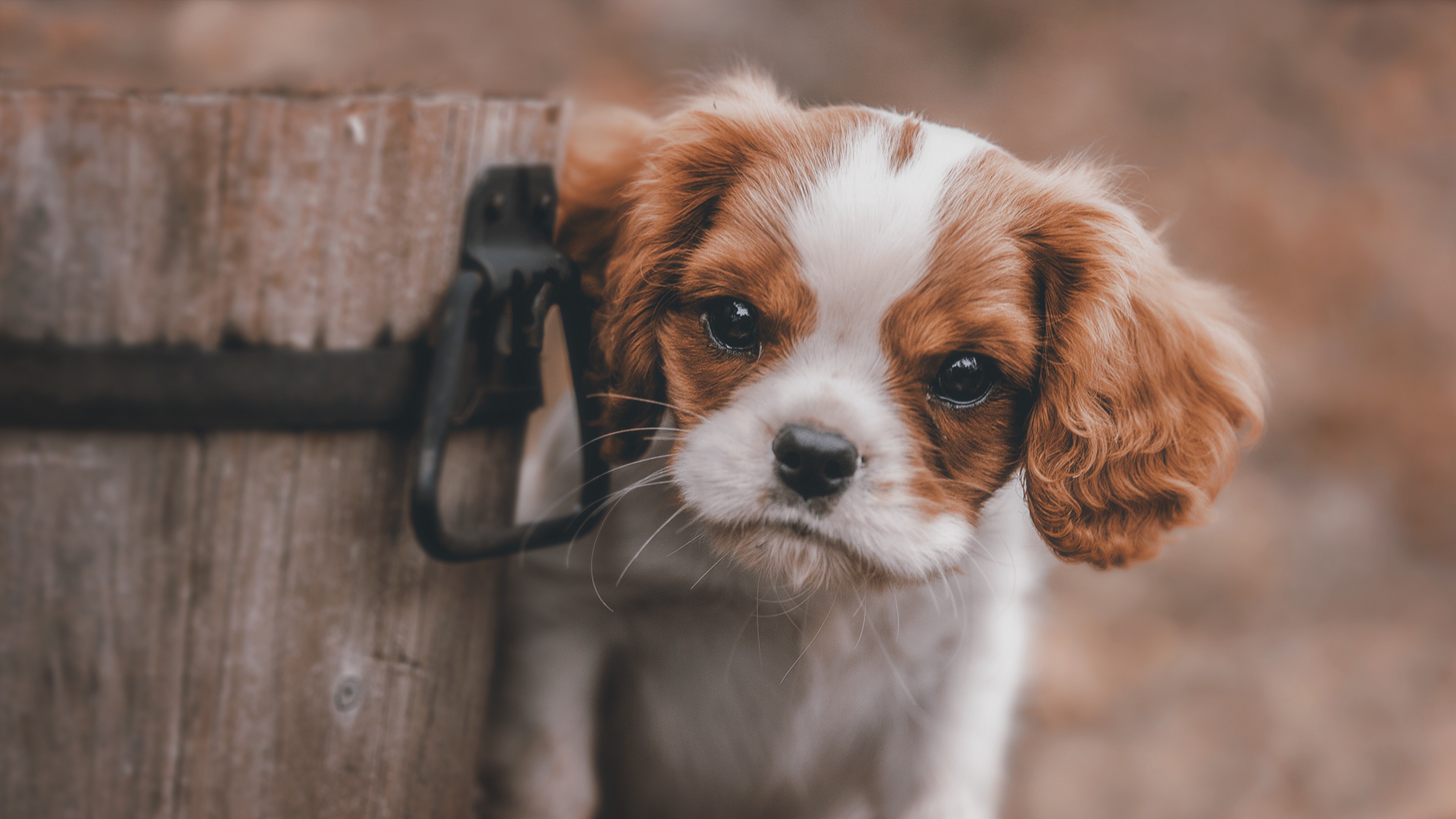 animals, dog, cute, HD Wallpaper