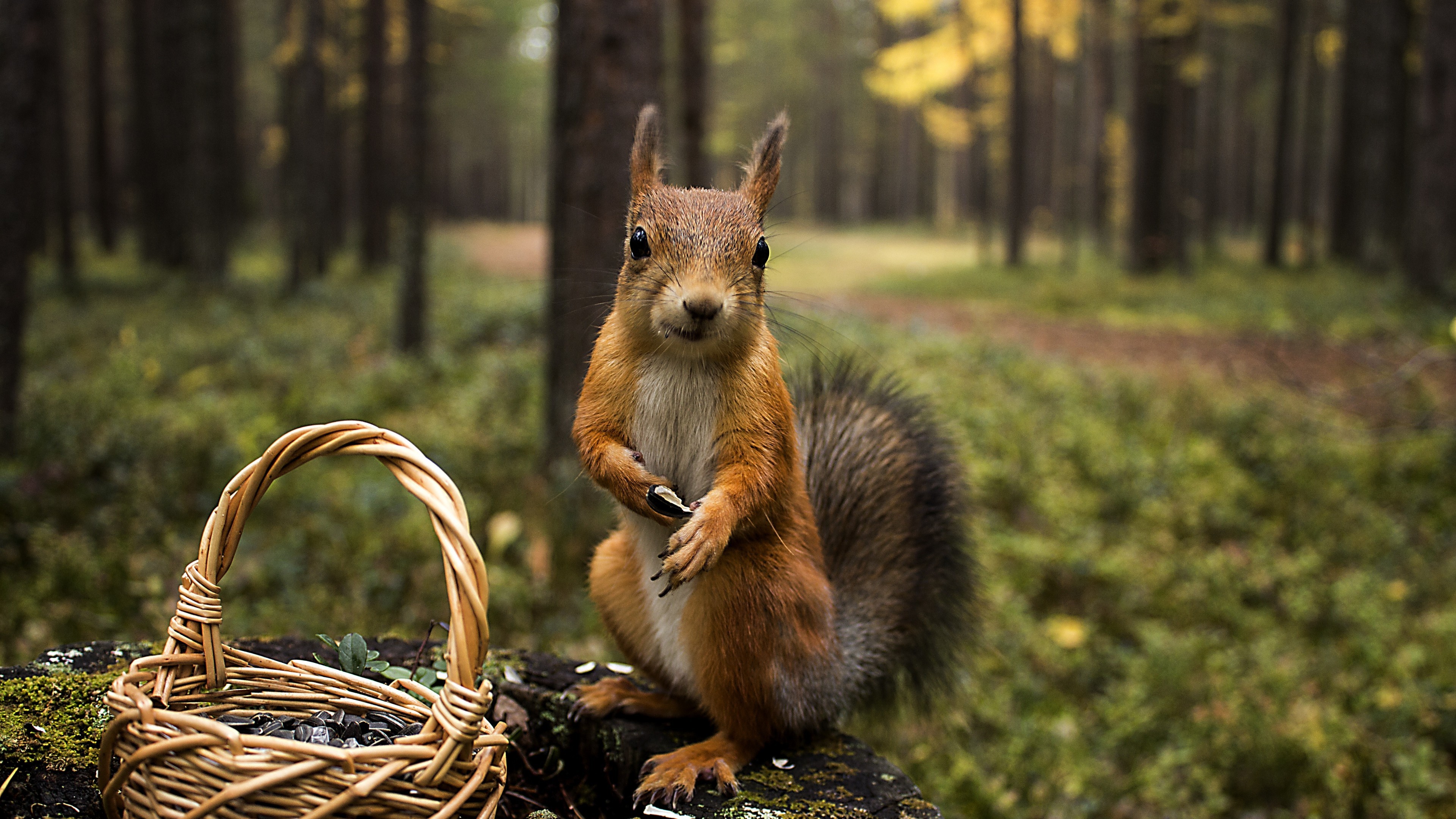 squirreles, funny, summer, animals, HD Wallpaper