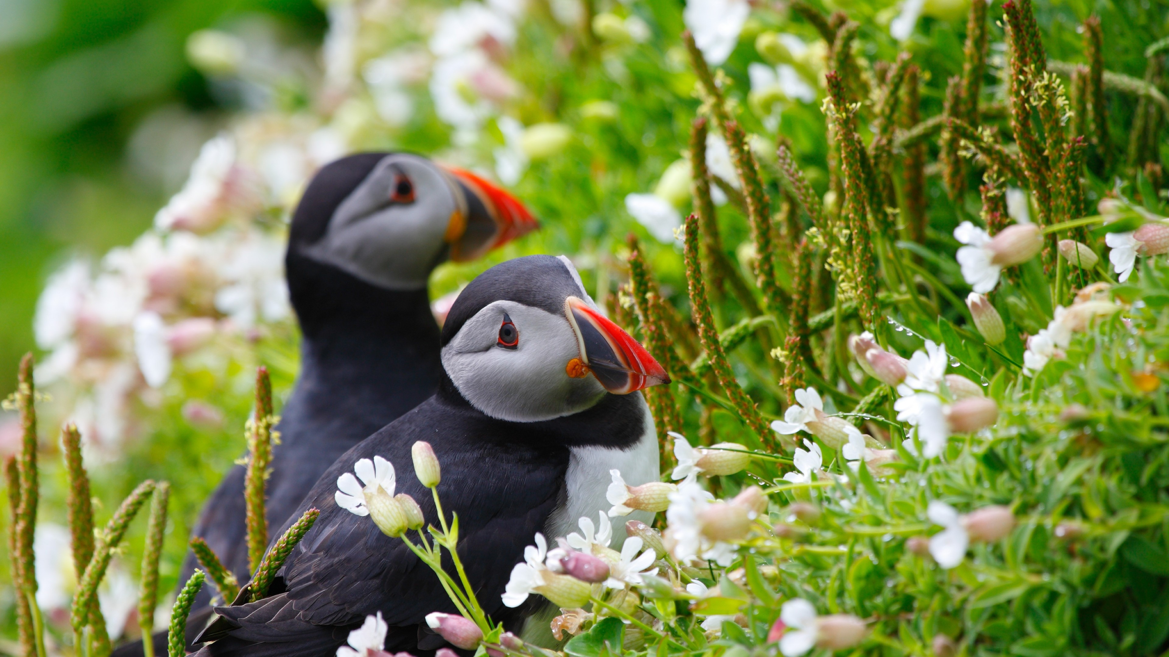 puffin, couple, birds, HD Wallpaper