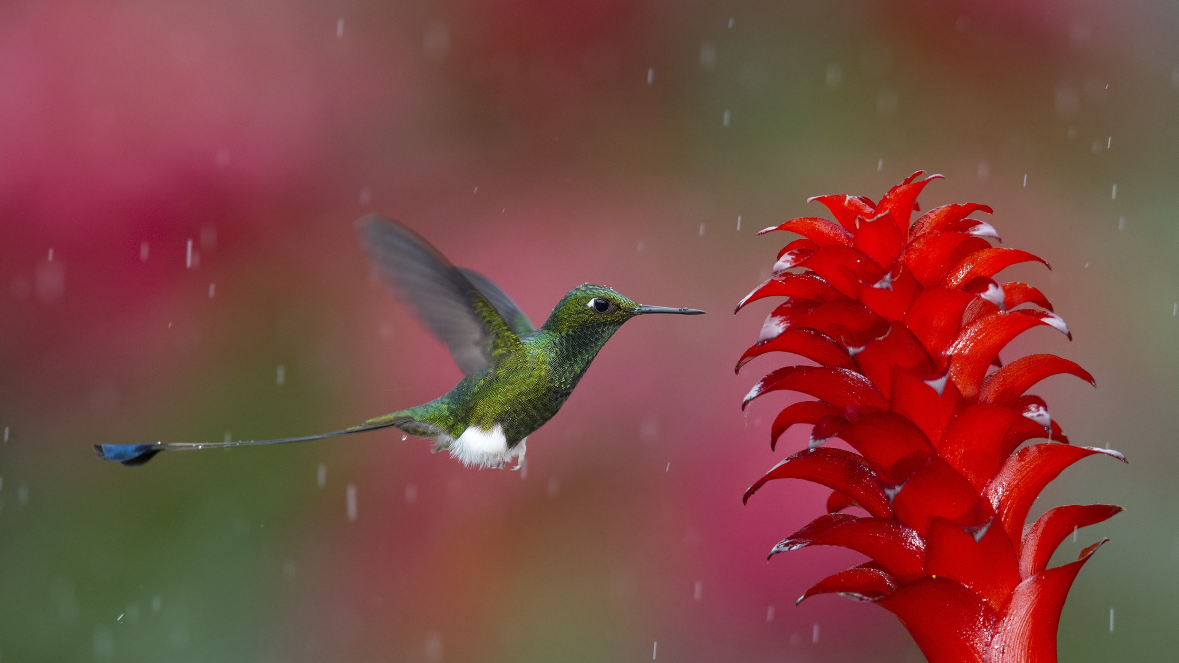 hummingbird, birds, HD Wallpaper