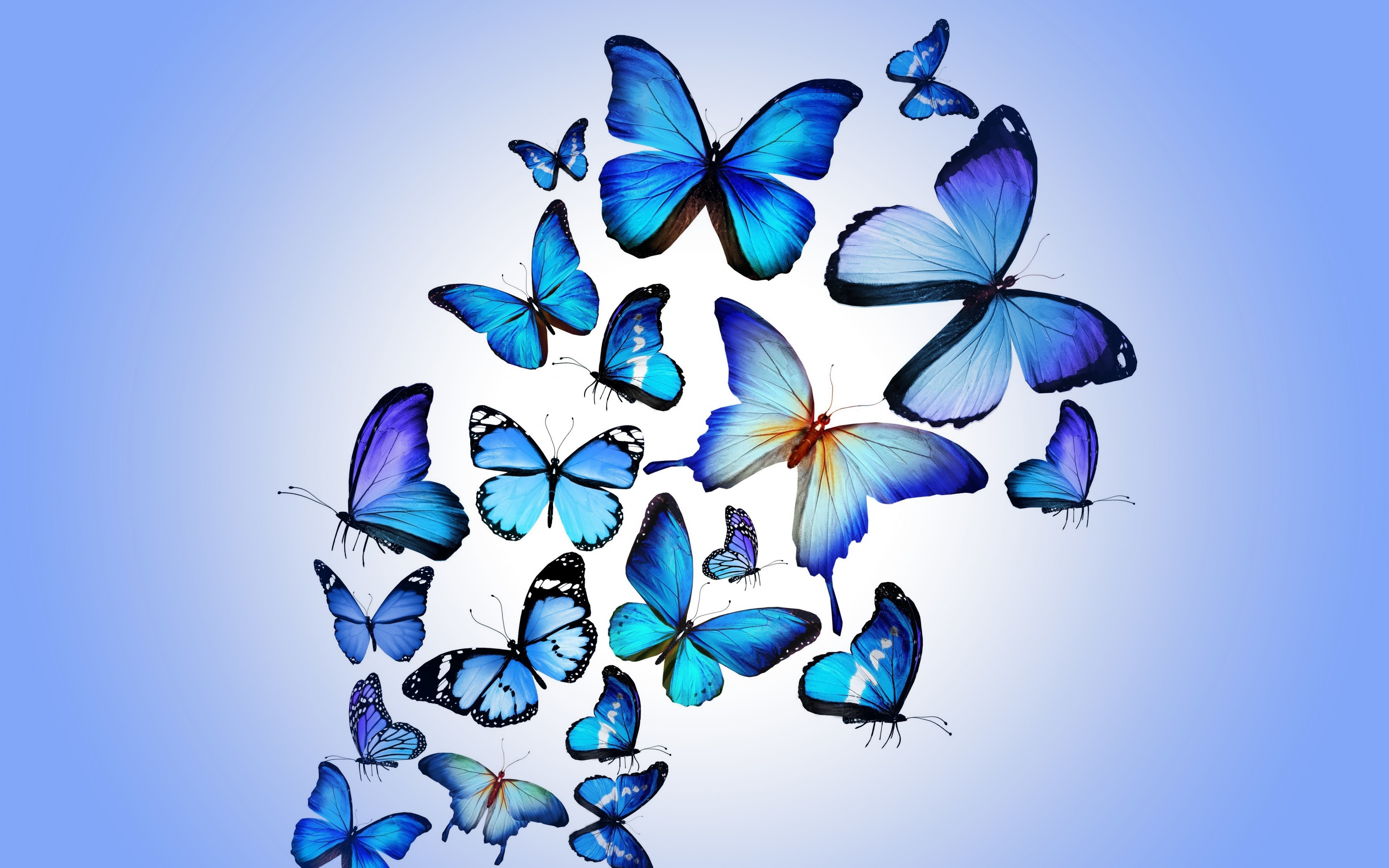 butterfly, artist, digital art, HD Wallpaper