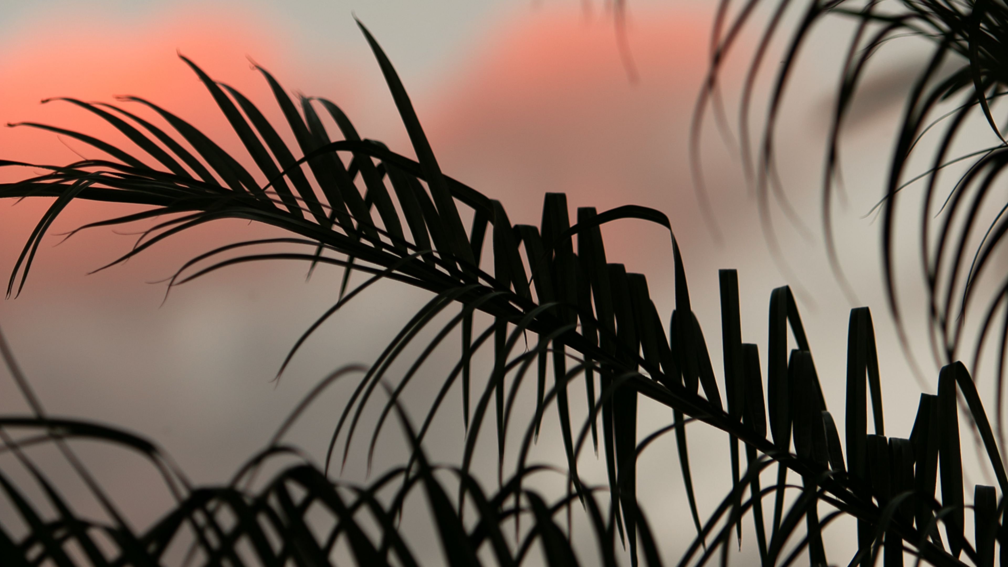 palm, leaves, branches, dark, sky, 4k, HD Wallpaper