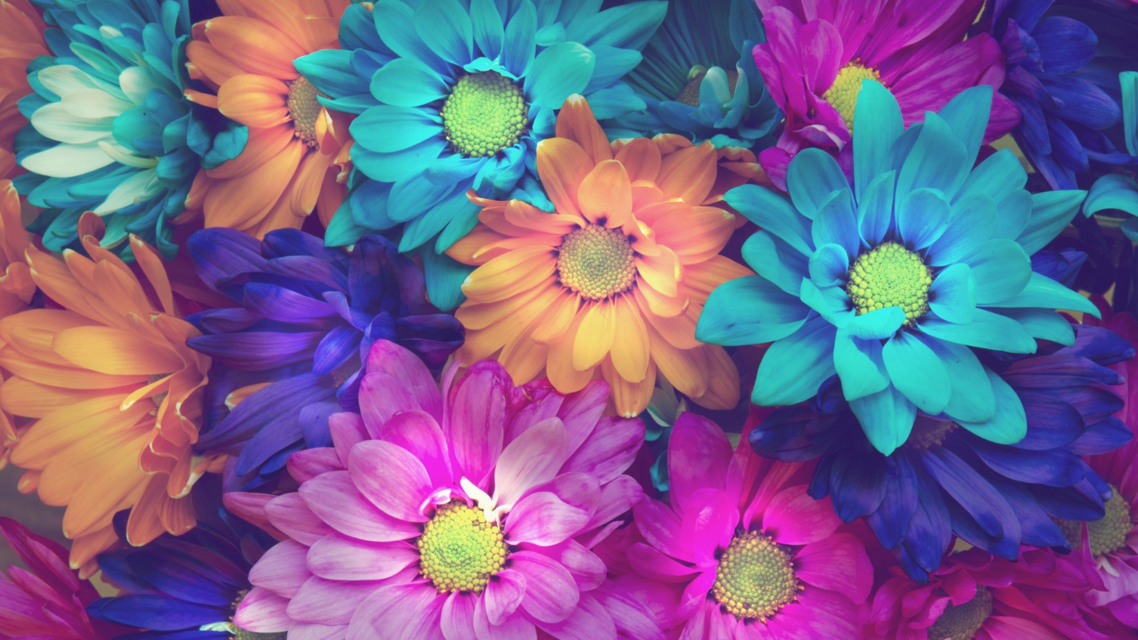 flowers, colorful, petals, HD Wallpaper