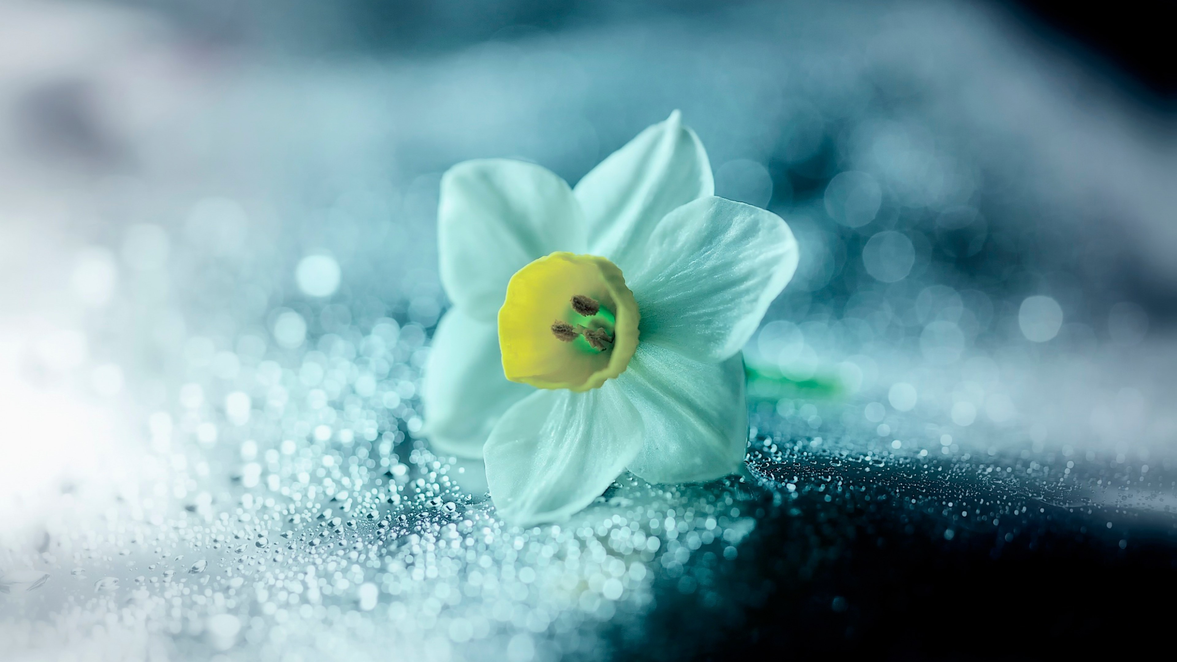 flower, petals, drops, HD Wallpaper