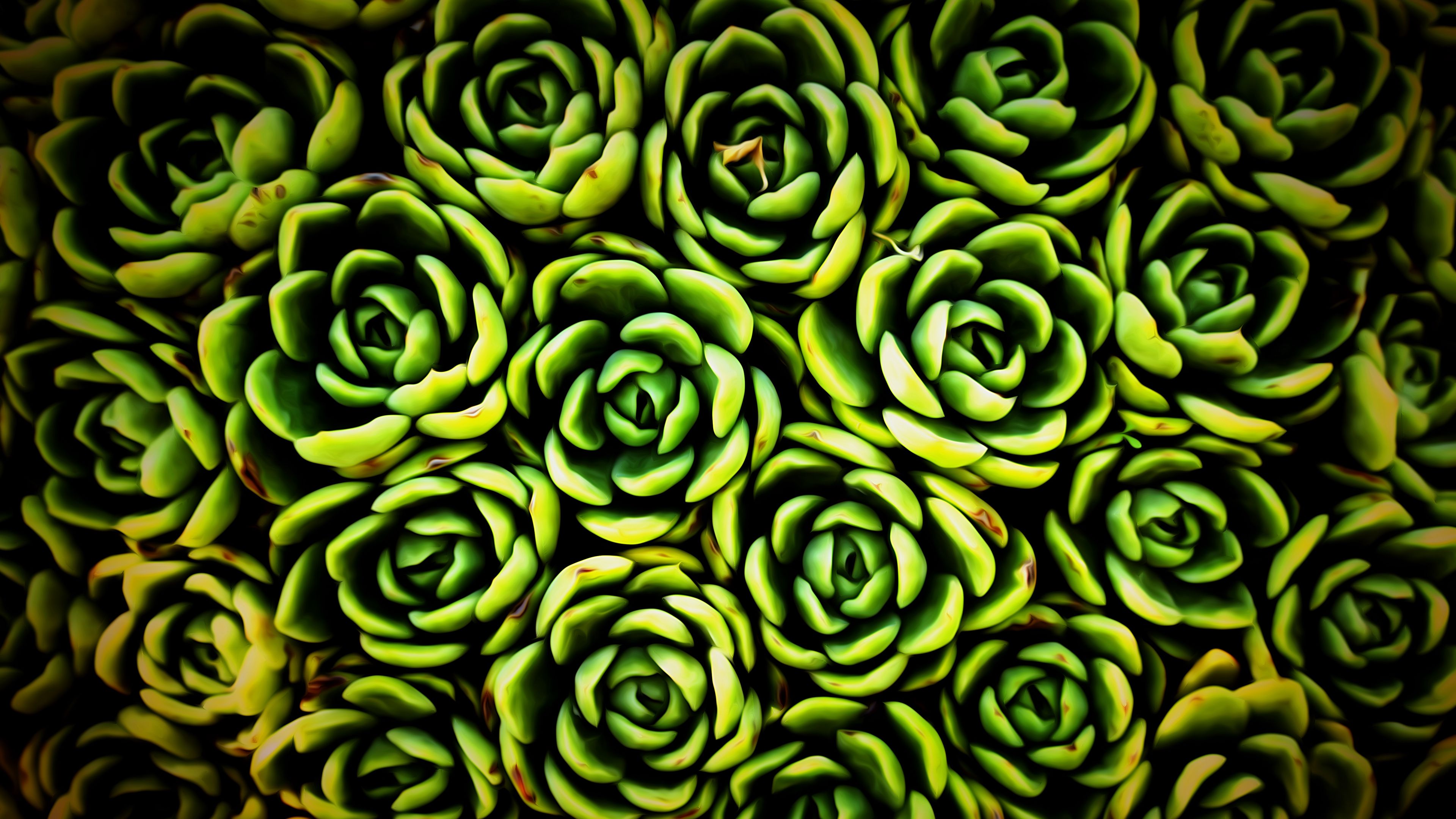 plants, succulent, green, texture, closeup, 4k, HD Wallpaper