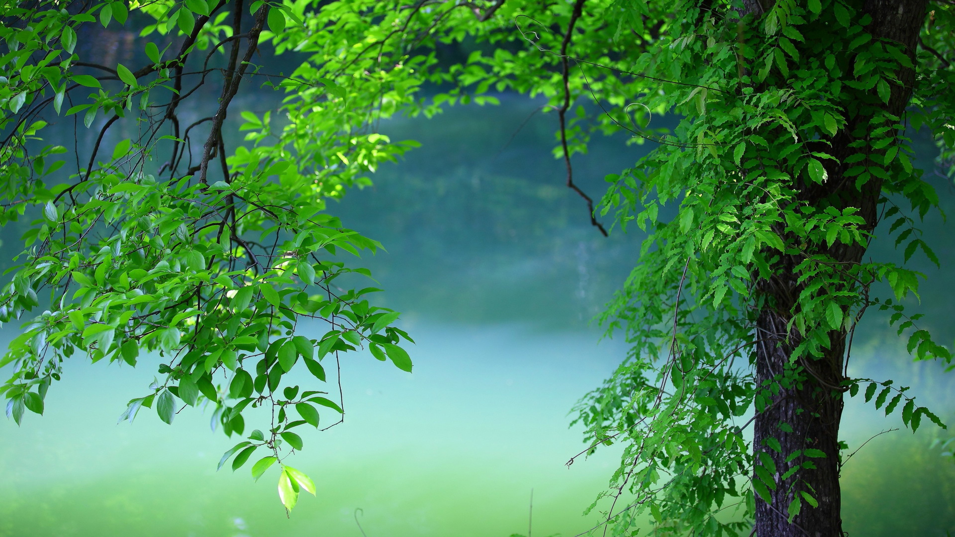 leaves, trees, nature, HD Wallpaper