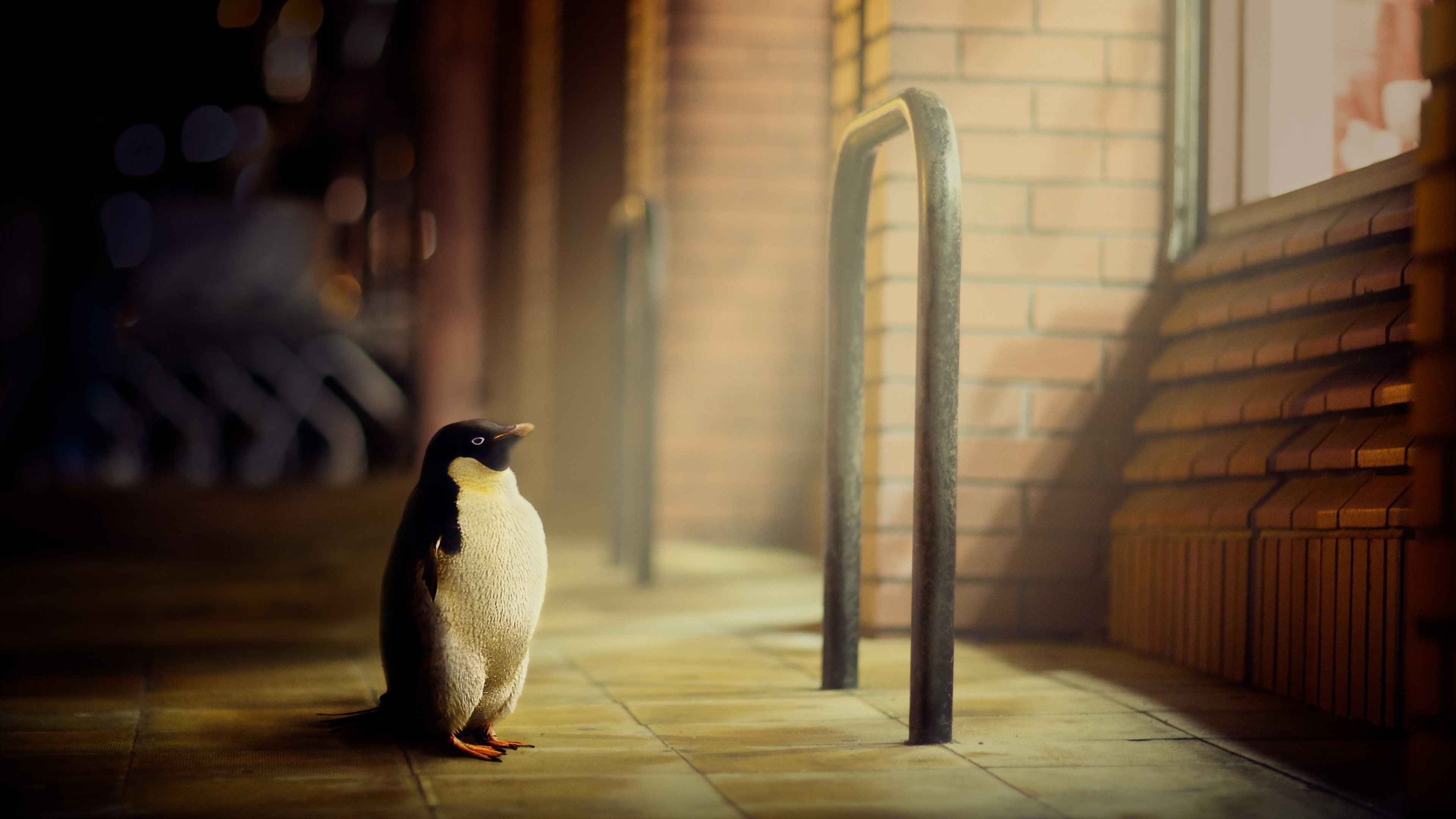 penguins, birds, HD Wallpaper