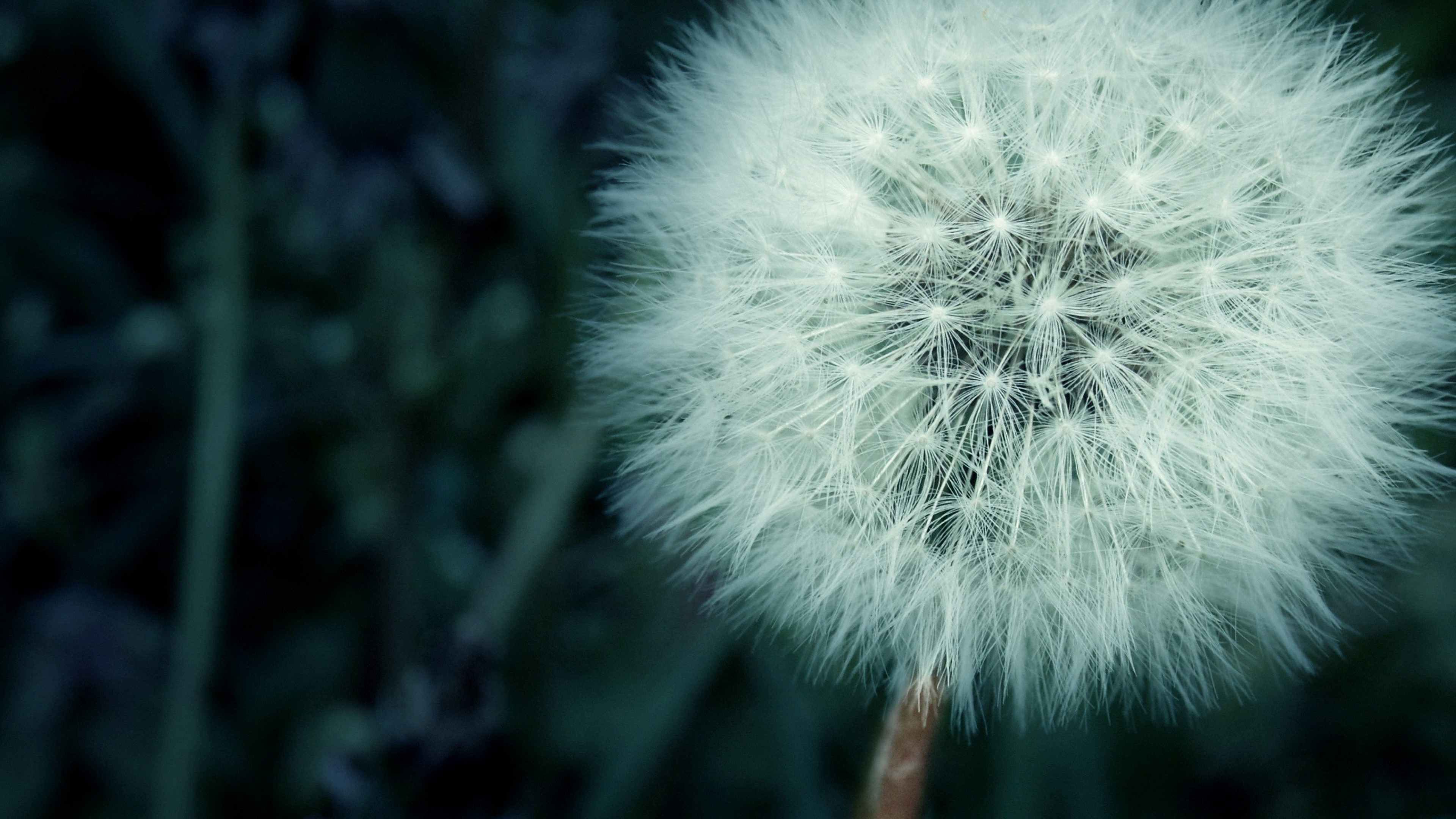 flowers, macro, HD Wallpaper