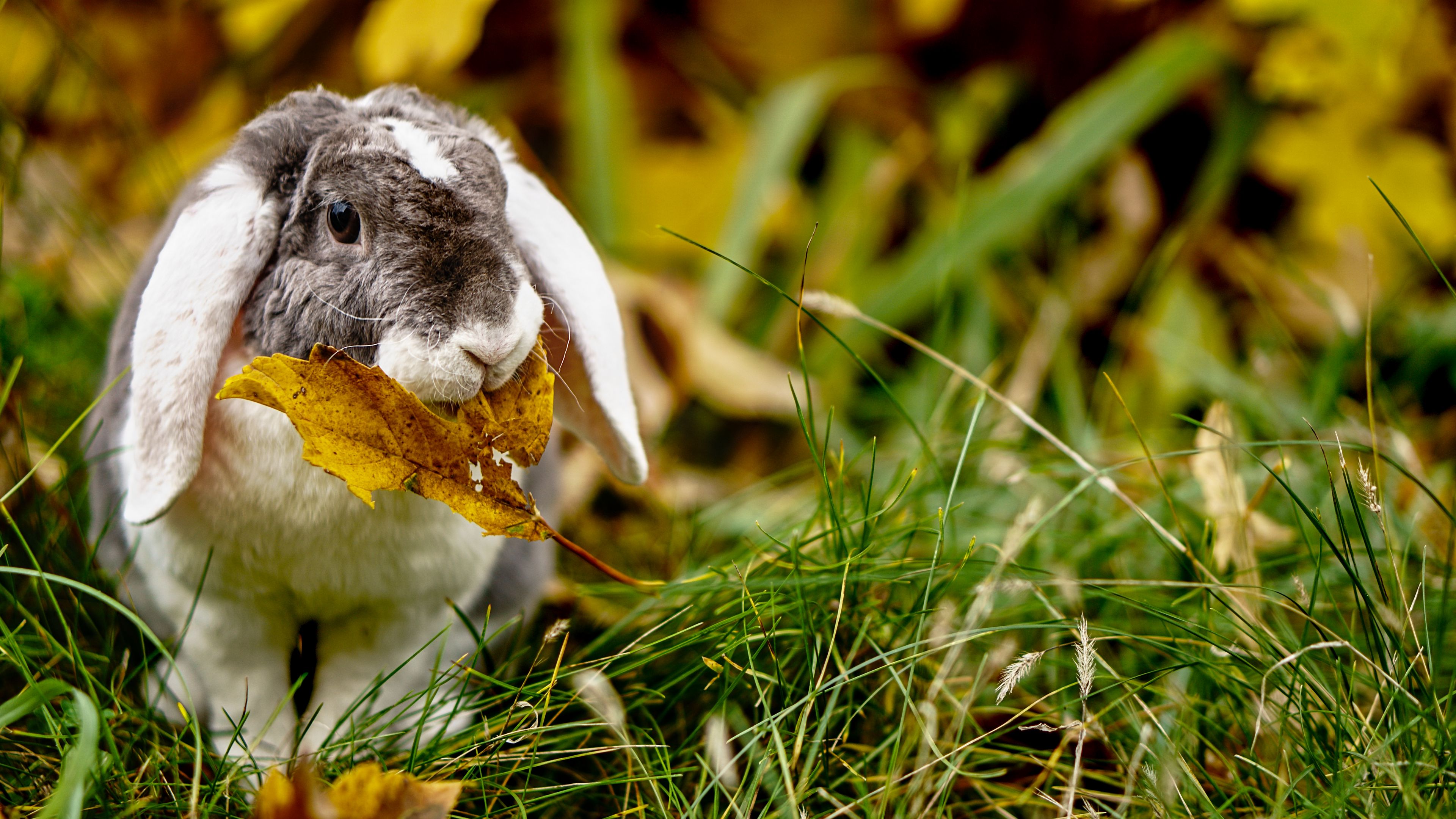 rabbit, leaf, grass, cute, animal, 4k, HD Wallpaper