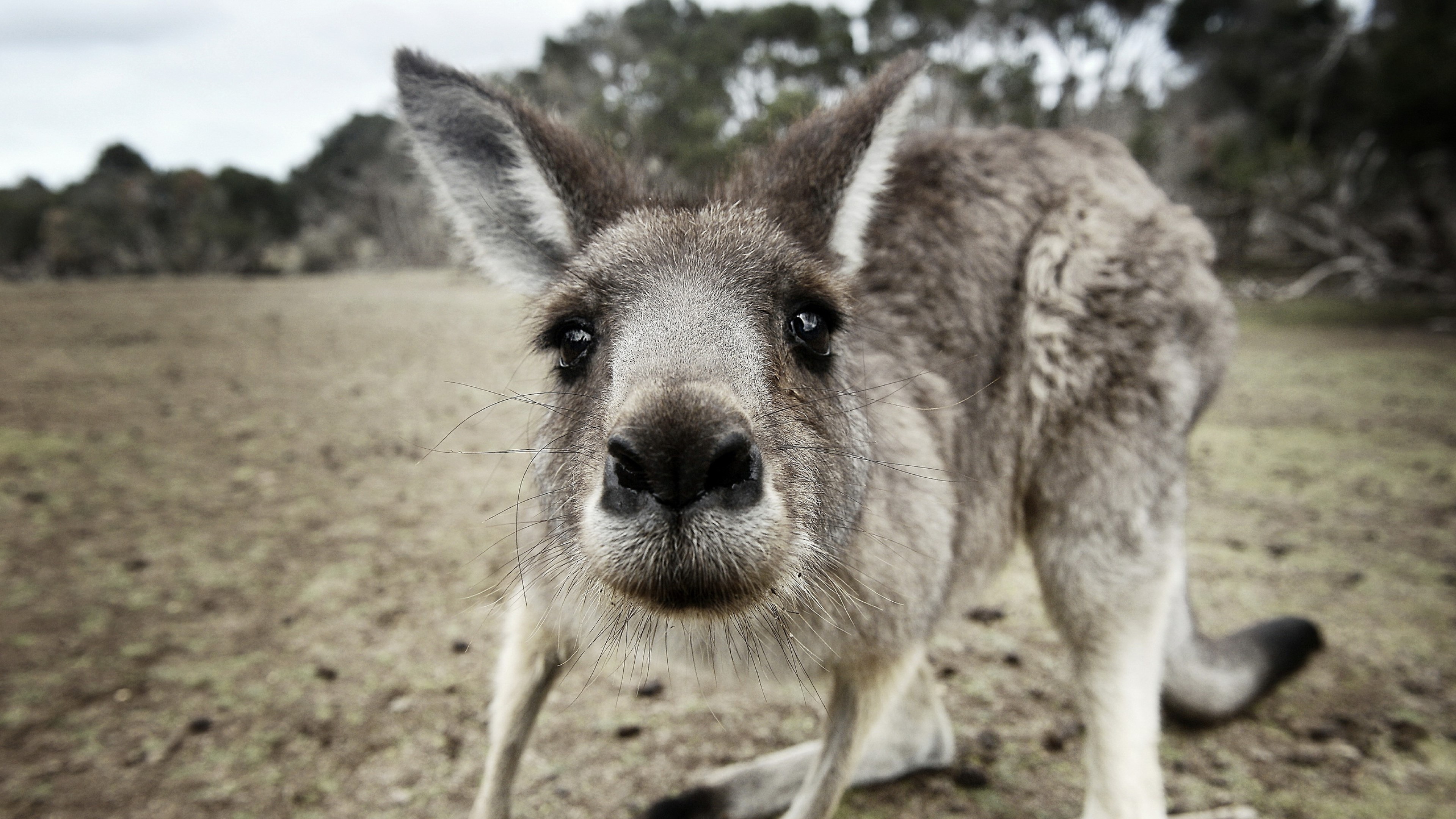kangaroo, funny, animals, HD Wallpaper