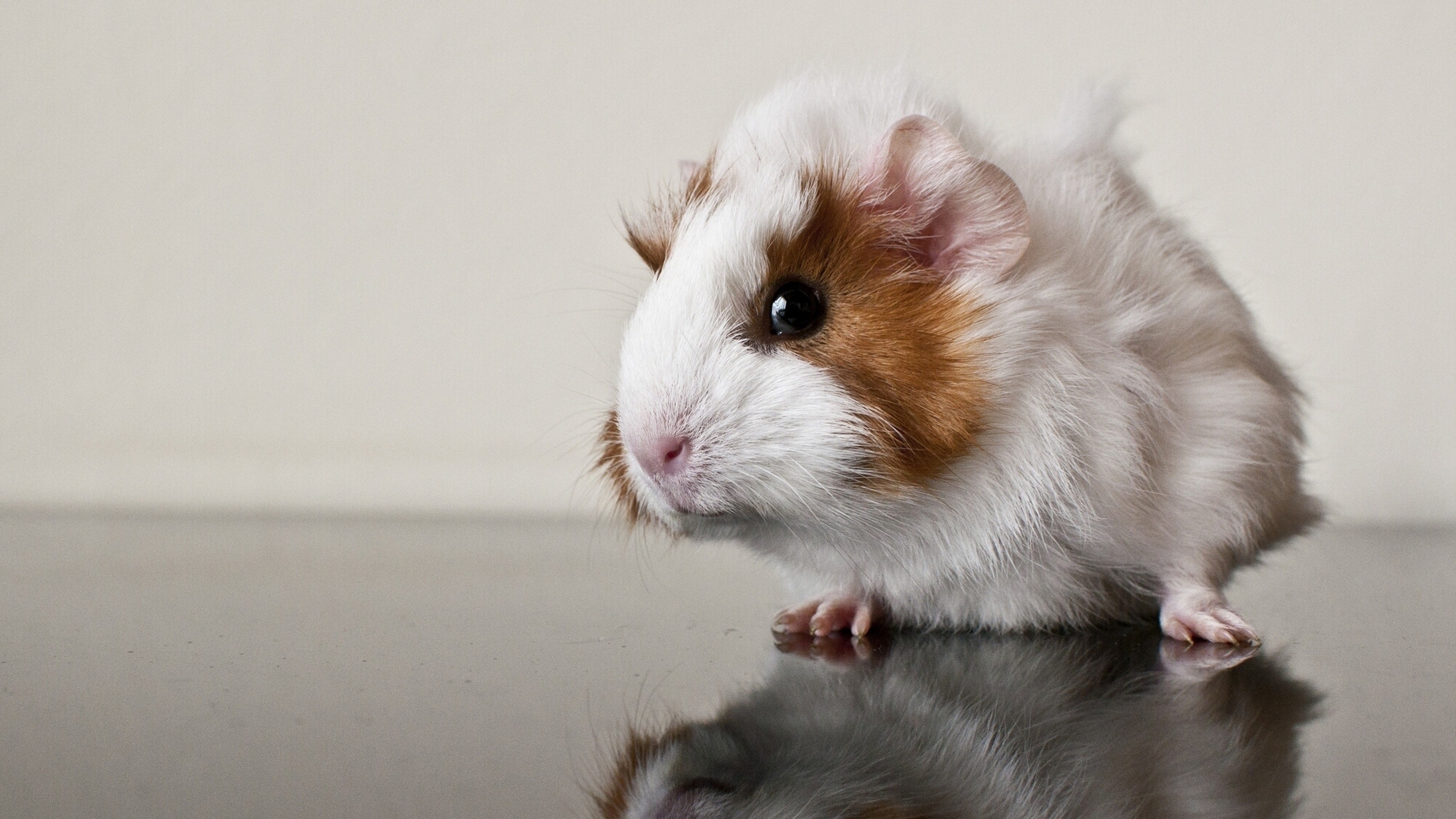 pig, animals, HD Wallpaper