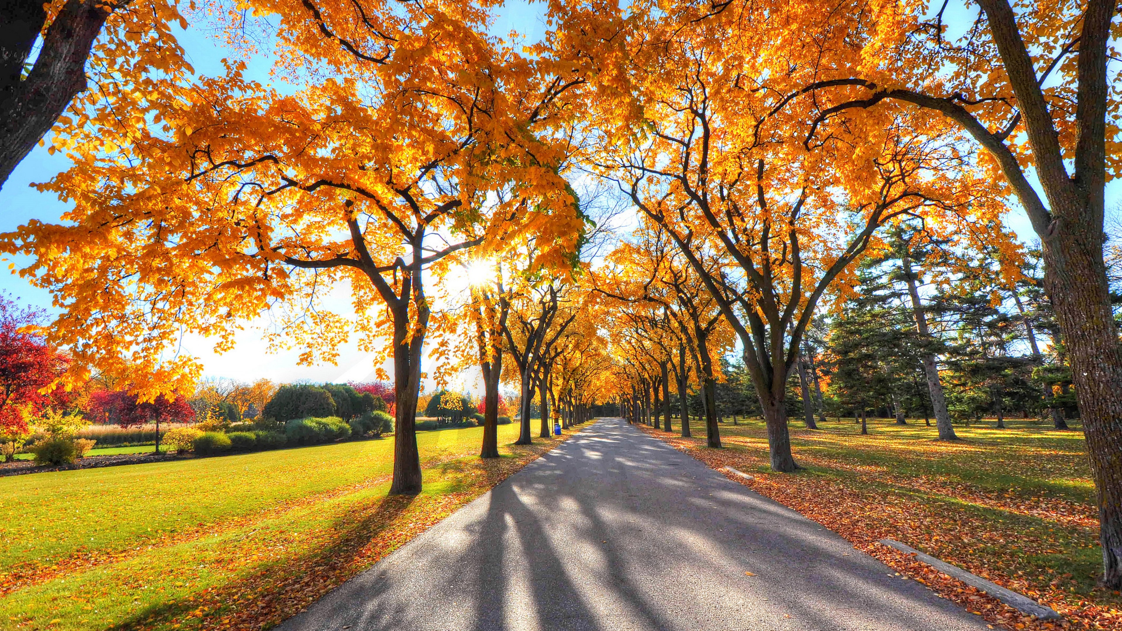 park, trees, nature, autumn, HD Wallpaper