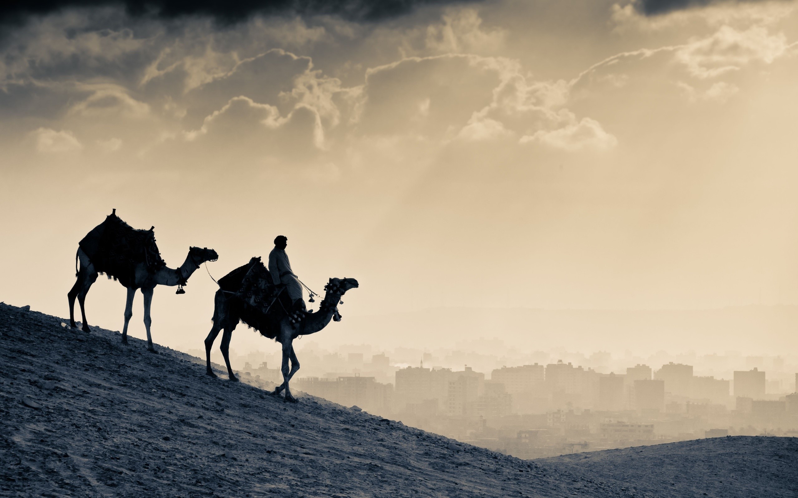 arab, camel, people, world, HD Wallpaper