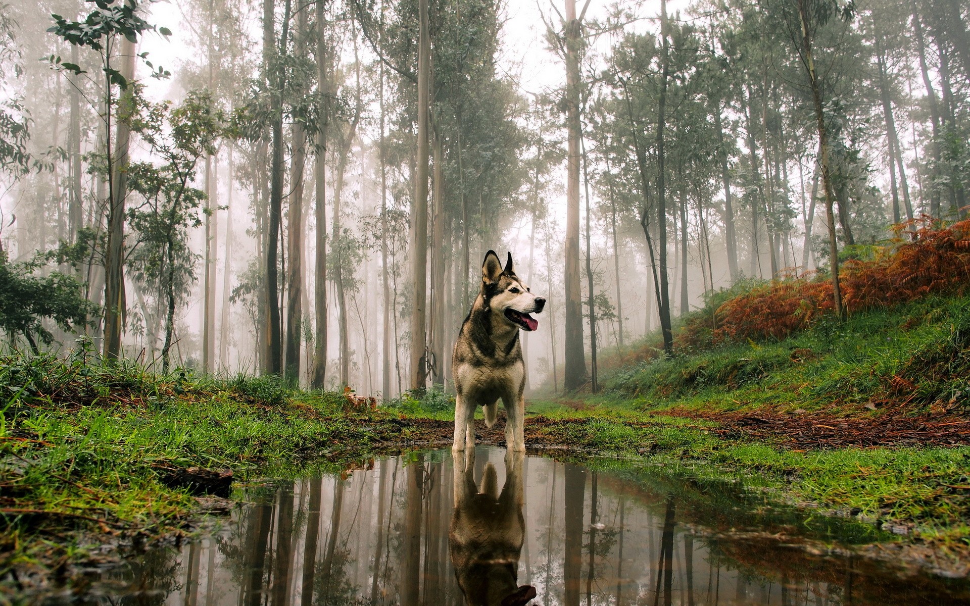 siberan husky, animals, dog, HD Wallpaper