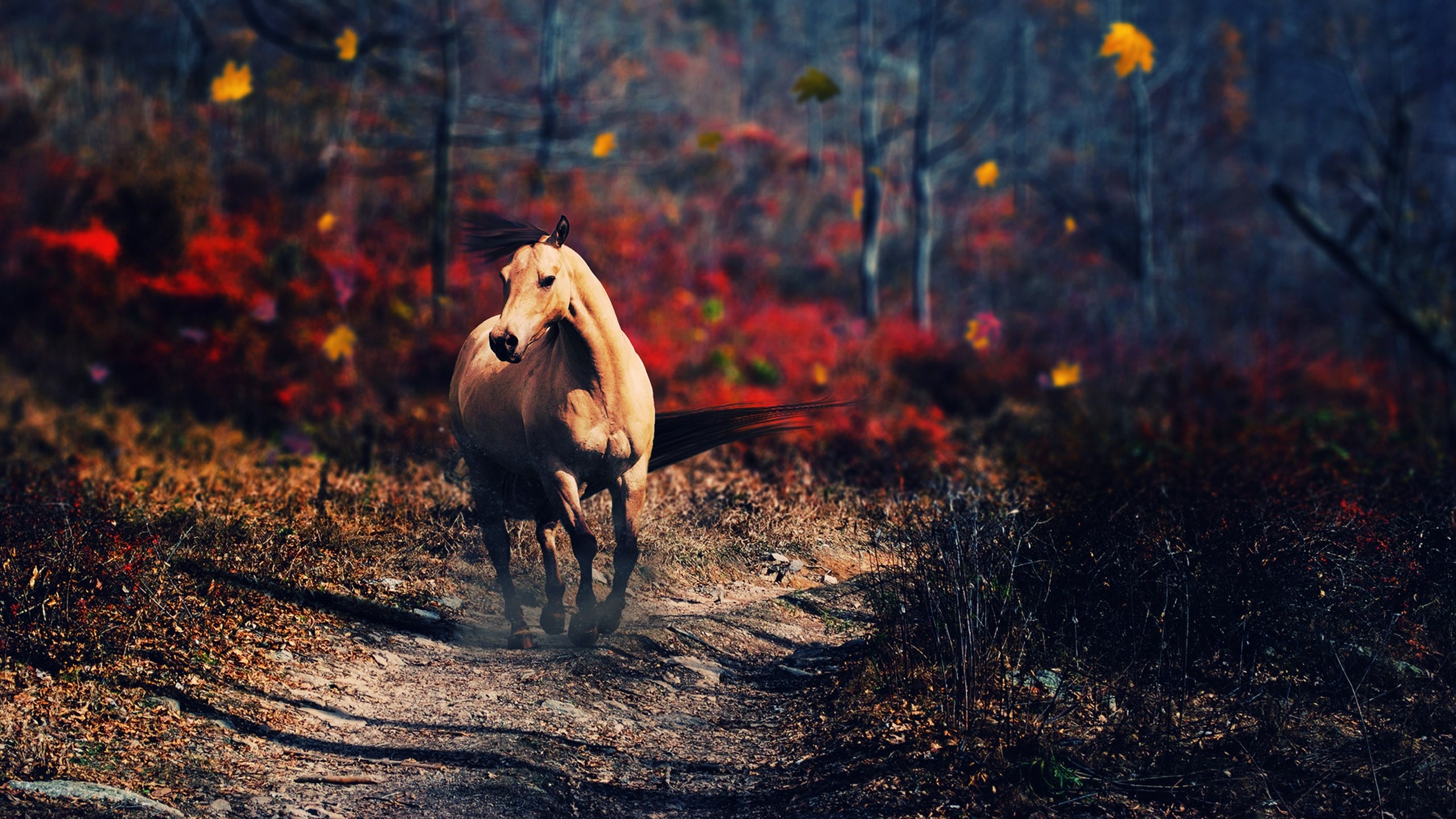 horse, animals, HD Wallpaper