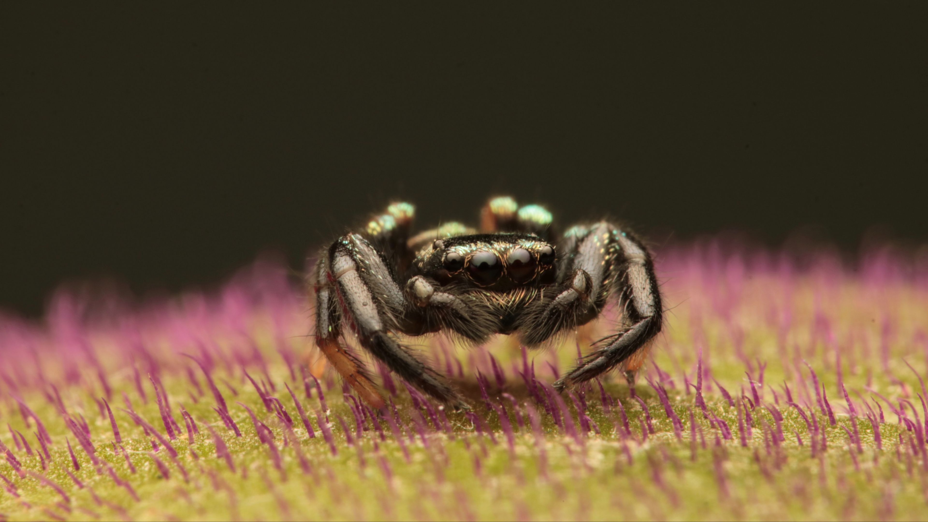 spider, macro, small, black, 4k, HD Wallpaper