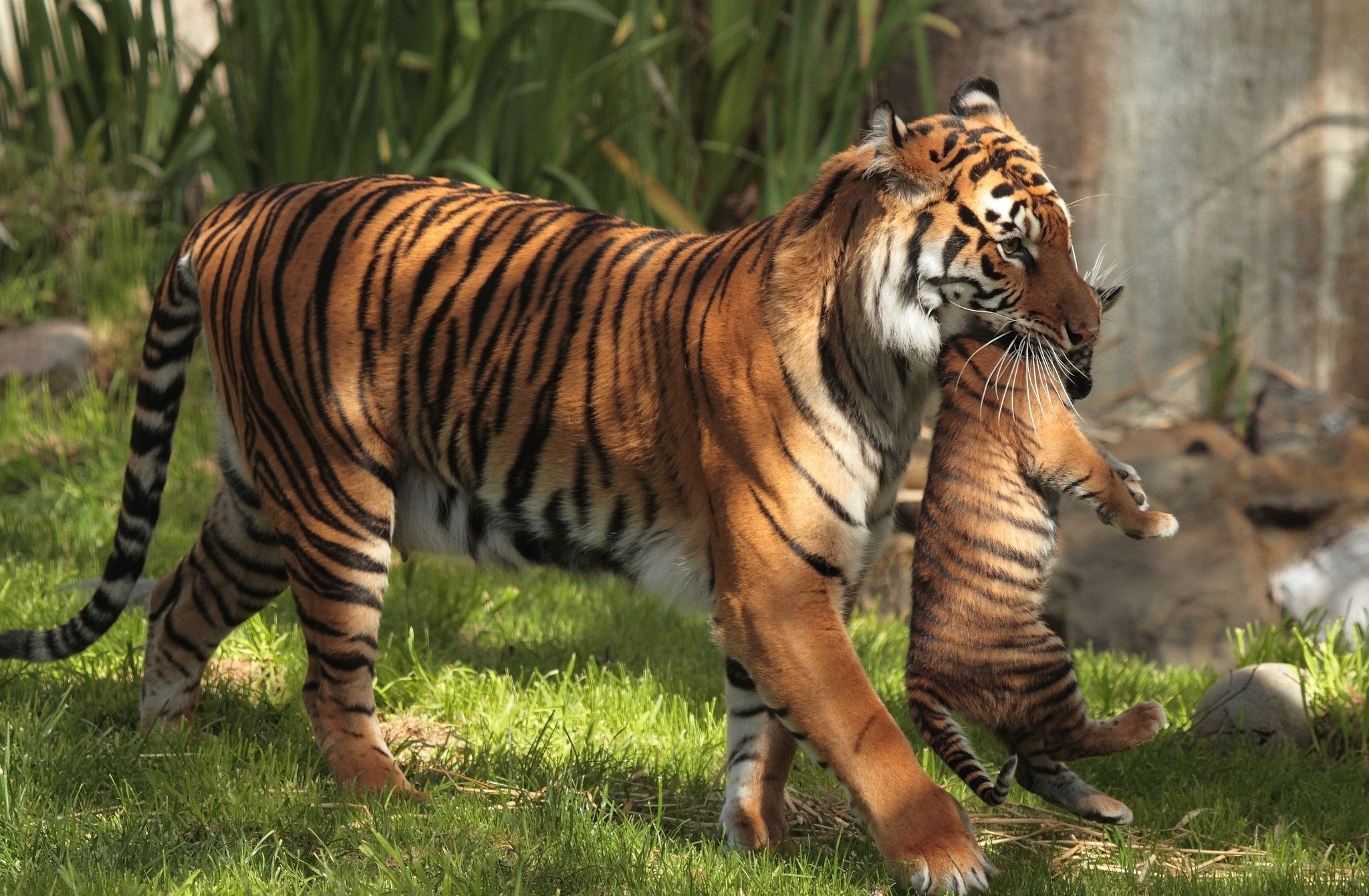 tiger, animals, HD Wallpaper