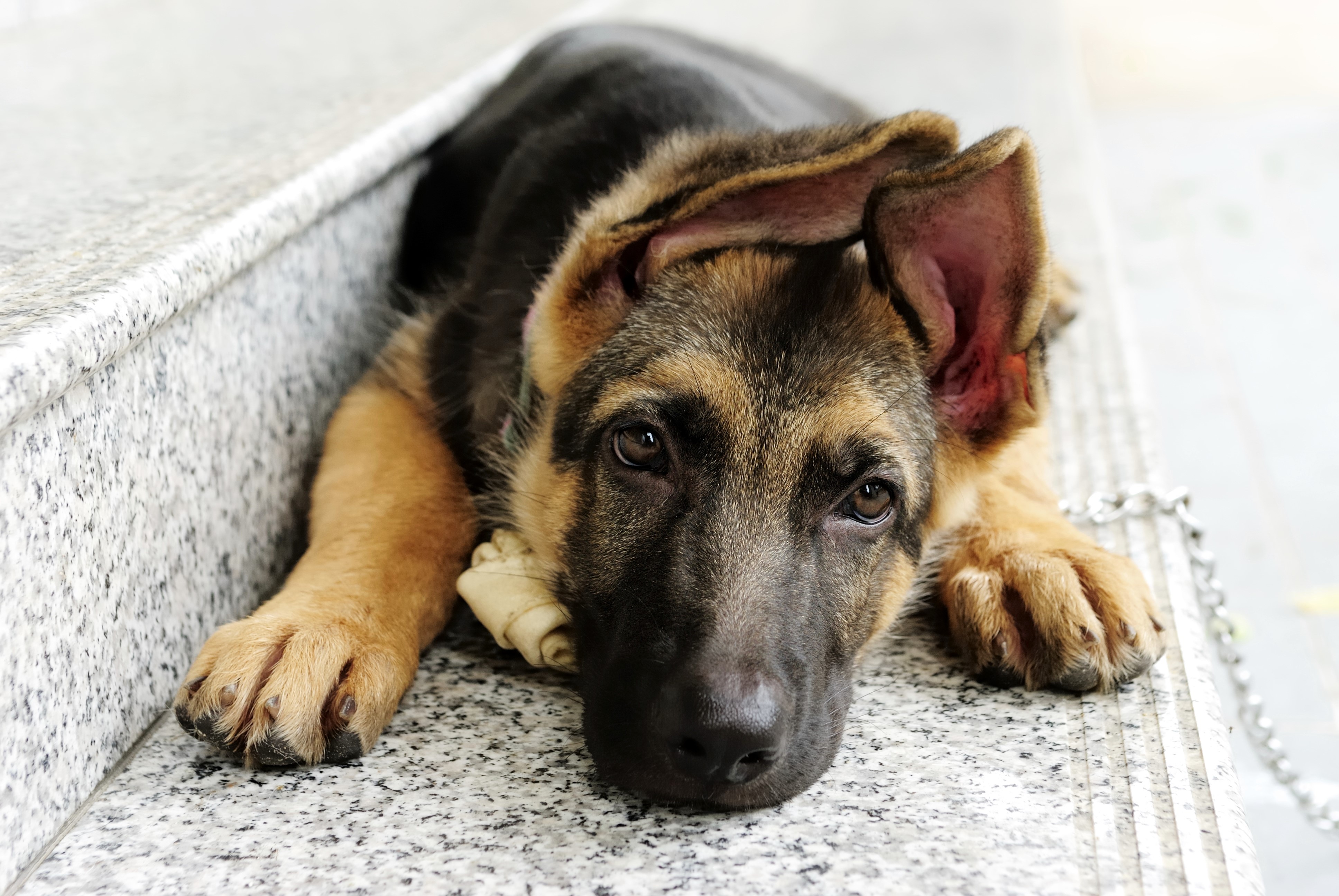 german shepherd, animals, cute, dog, HD Wallpaper