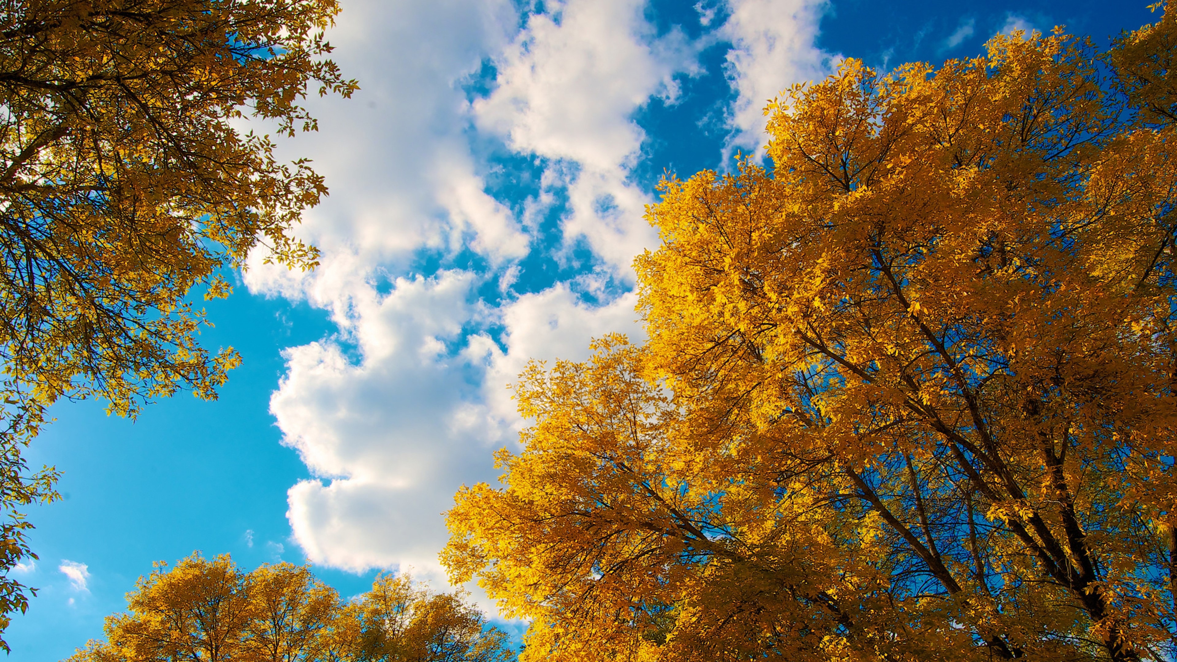 trees, autumn, clouds, nature, HD Wallpaper