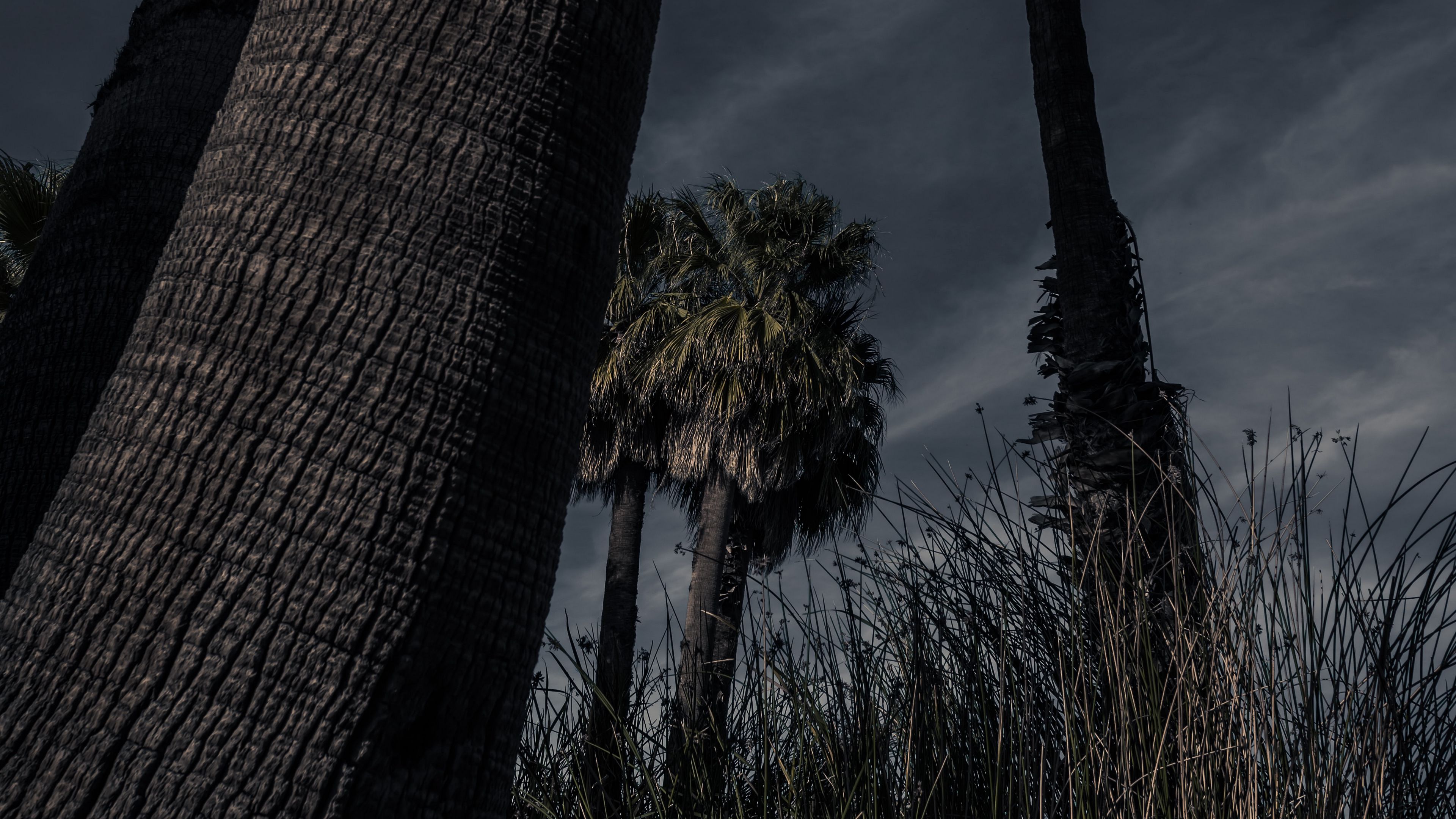 palm trees, trees, grass, dark, nature, 4k, HD Wallpaper