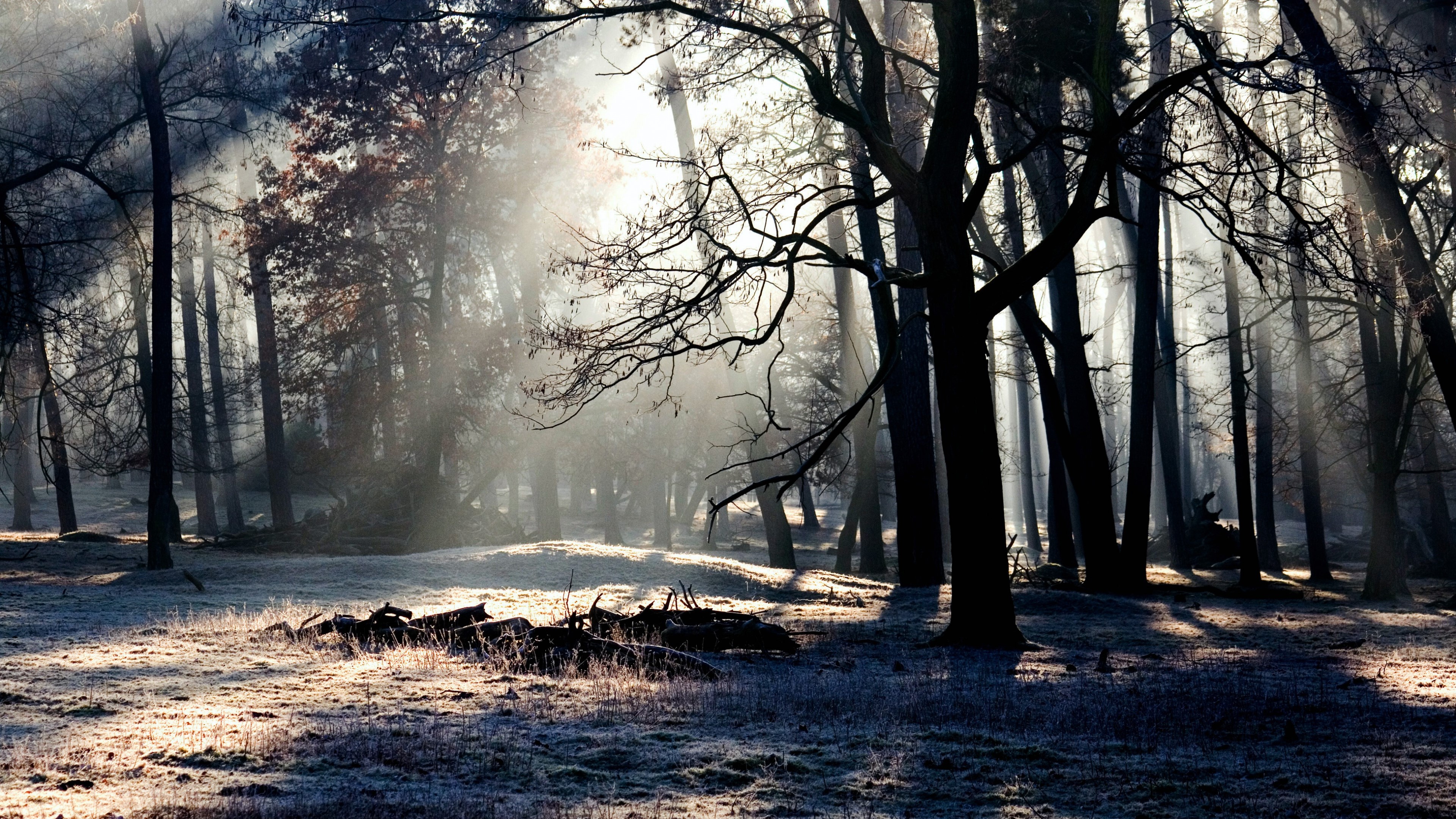 forest, trees, shadow, light, nature, HD Wallpaper