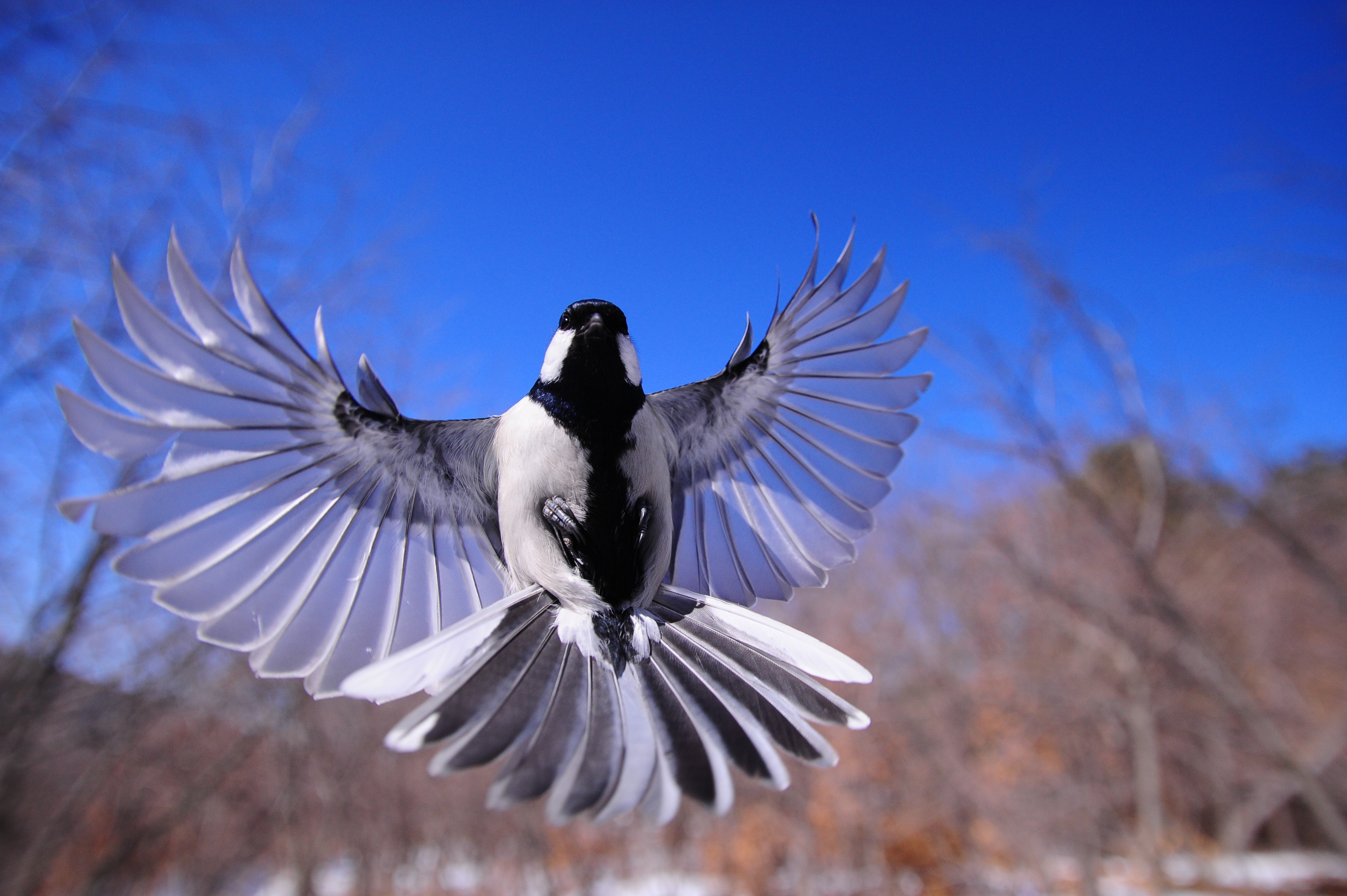 flying, flapping, birds, wings, HD Wallpaper