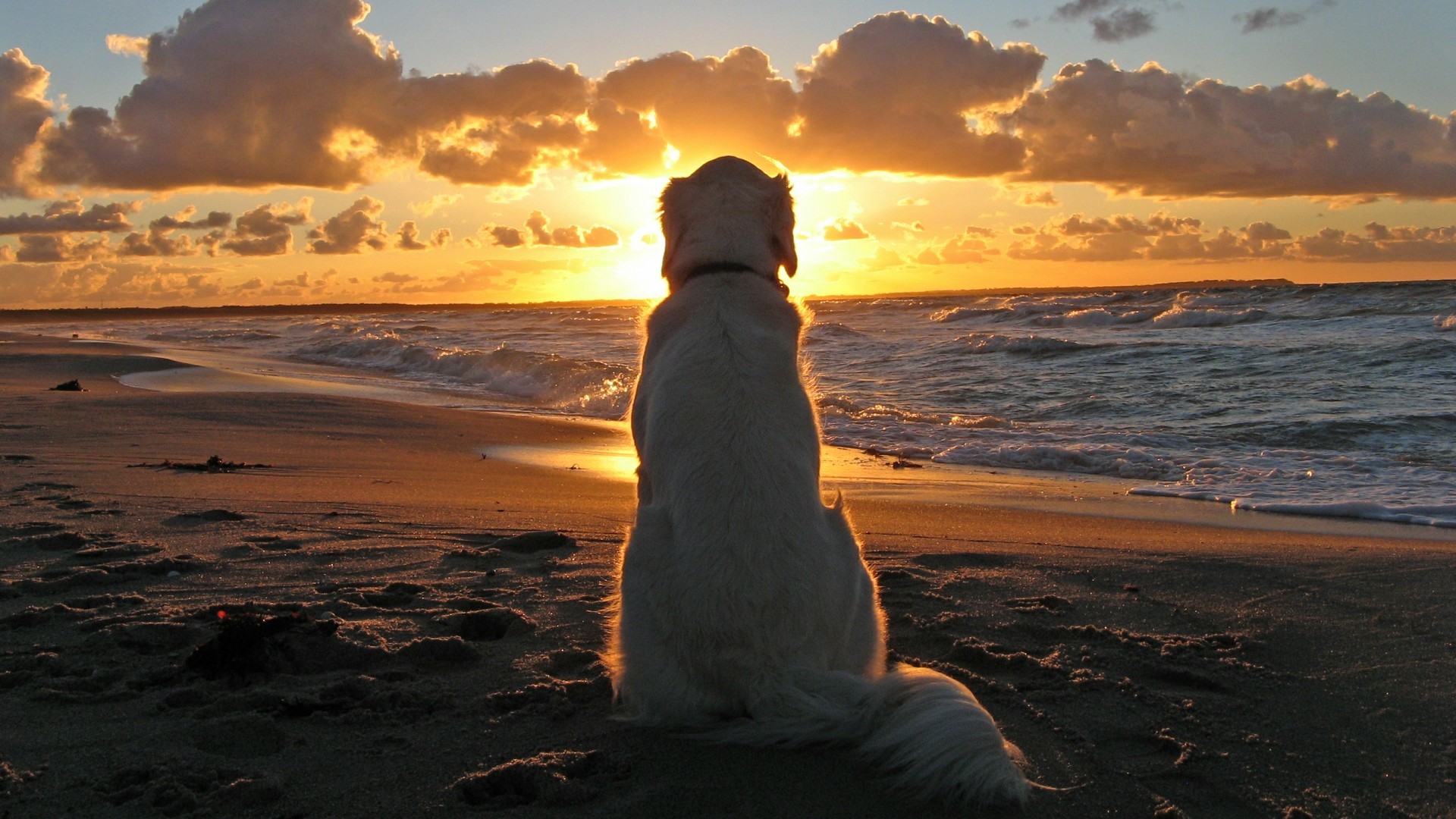 cute, dog, animals, HD Wallpaper
