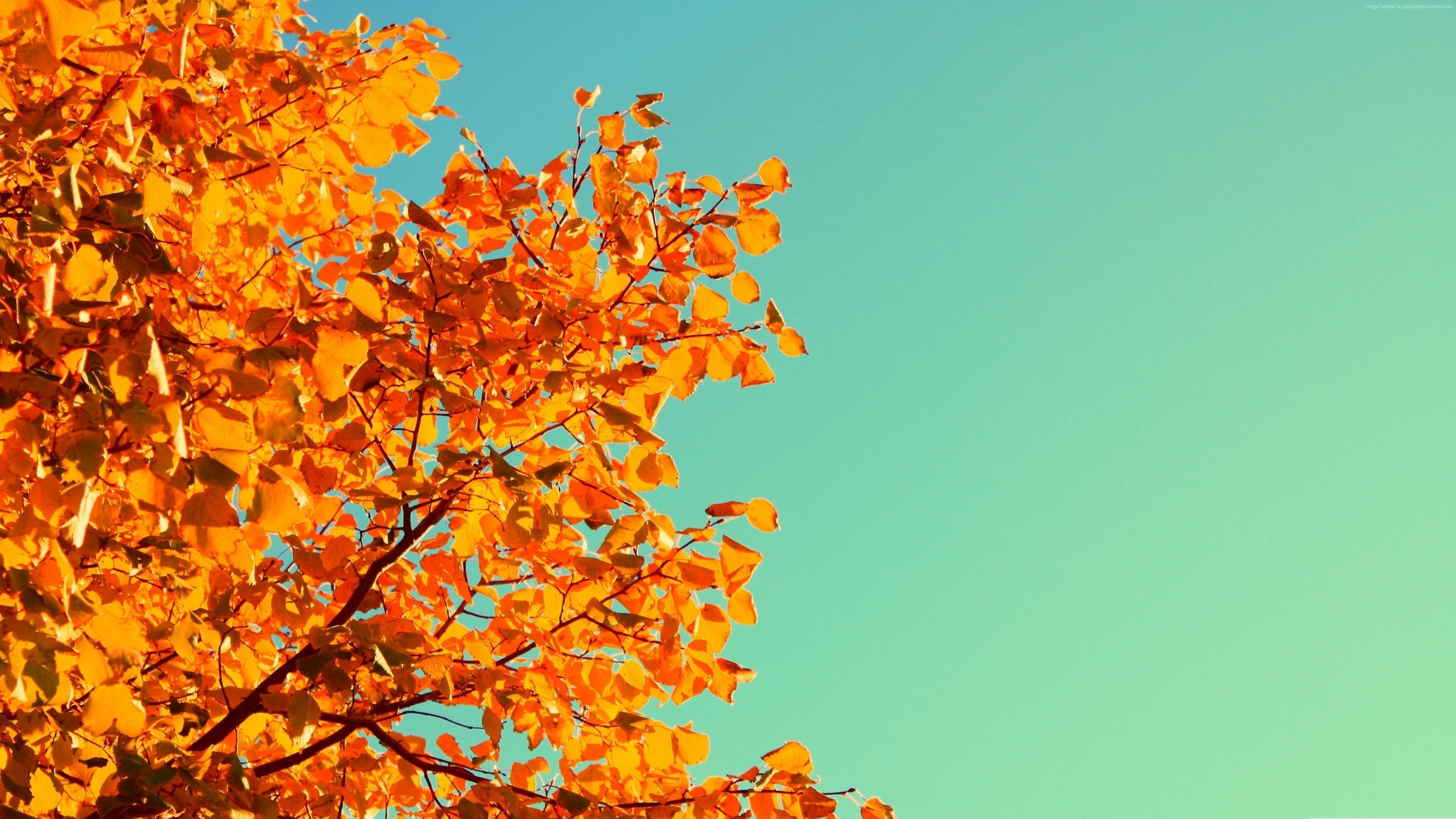 leaves, nature, yellow, HD Wallpaper