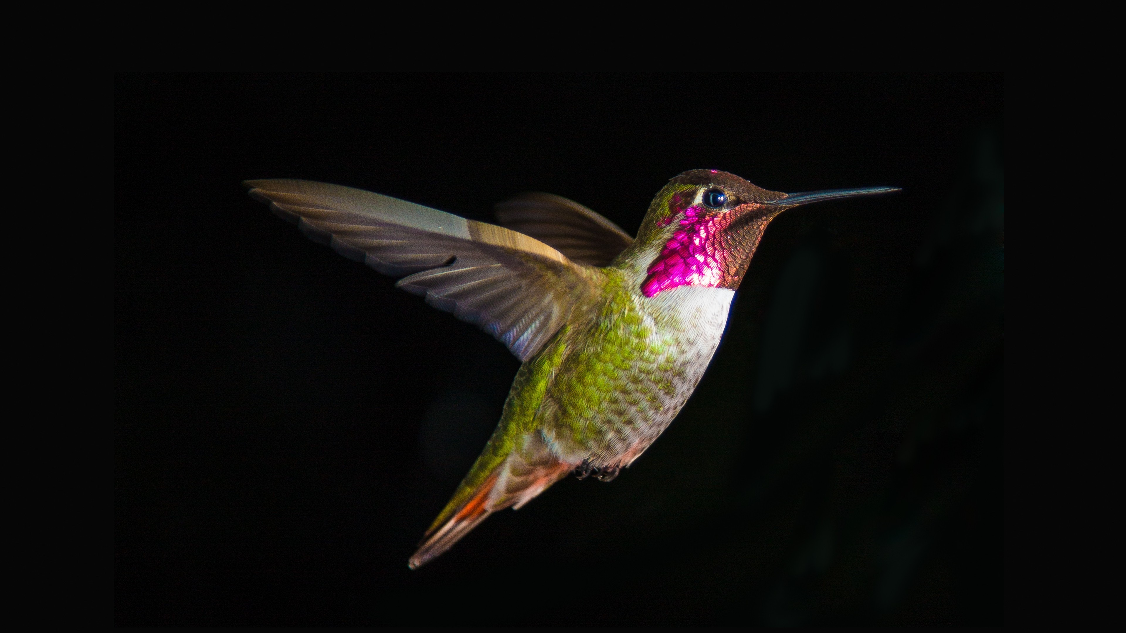 birds, digital art, artist, HD Wallpaper