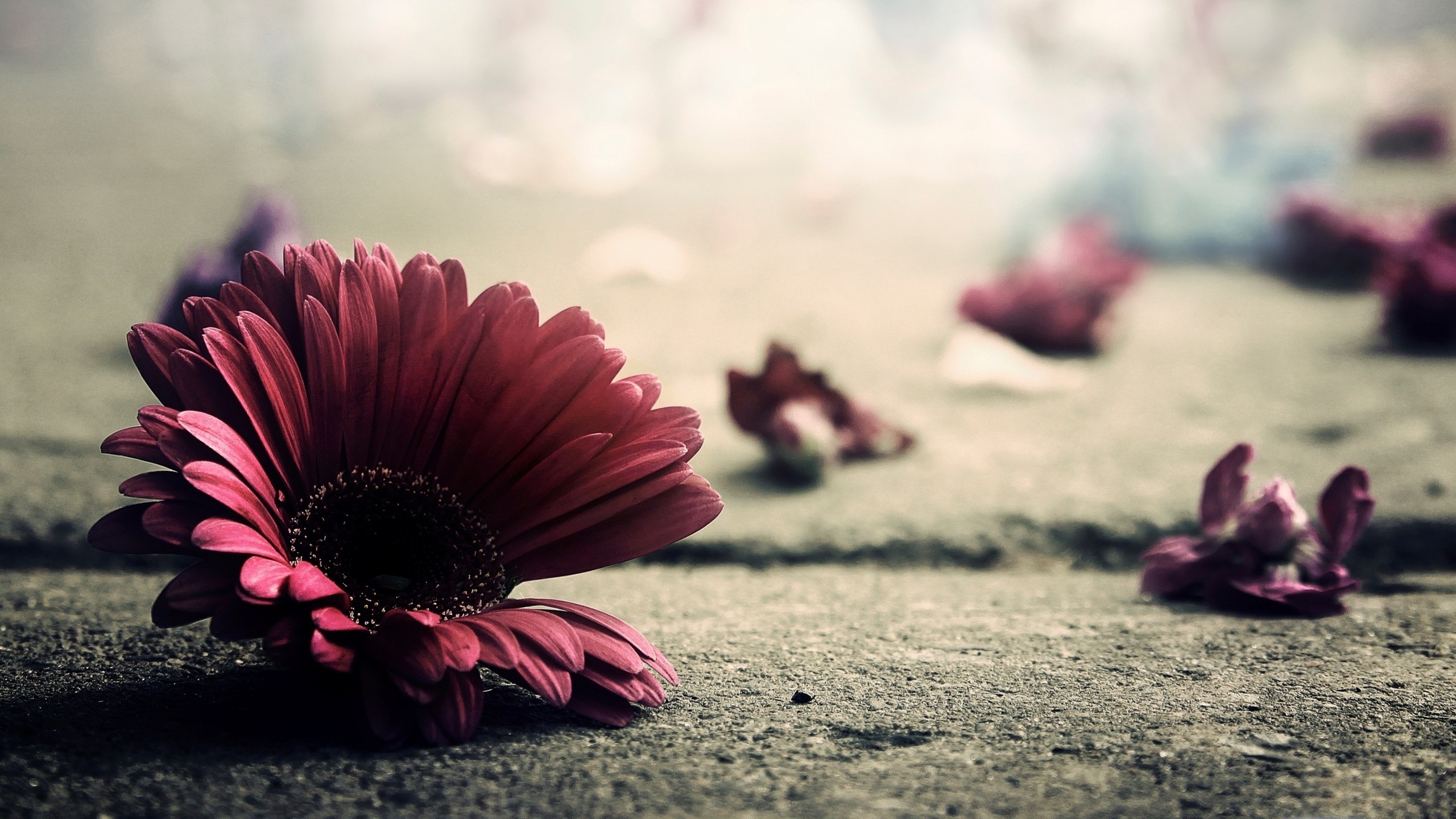 flowers, red, HD Wallpaper