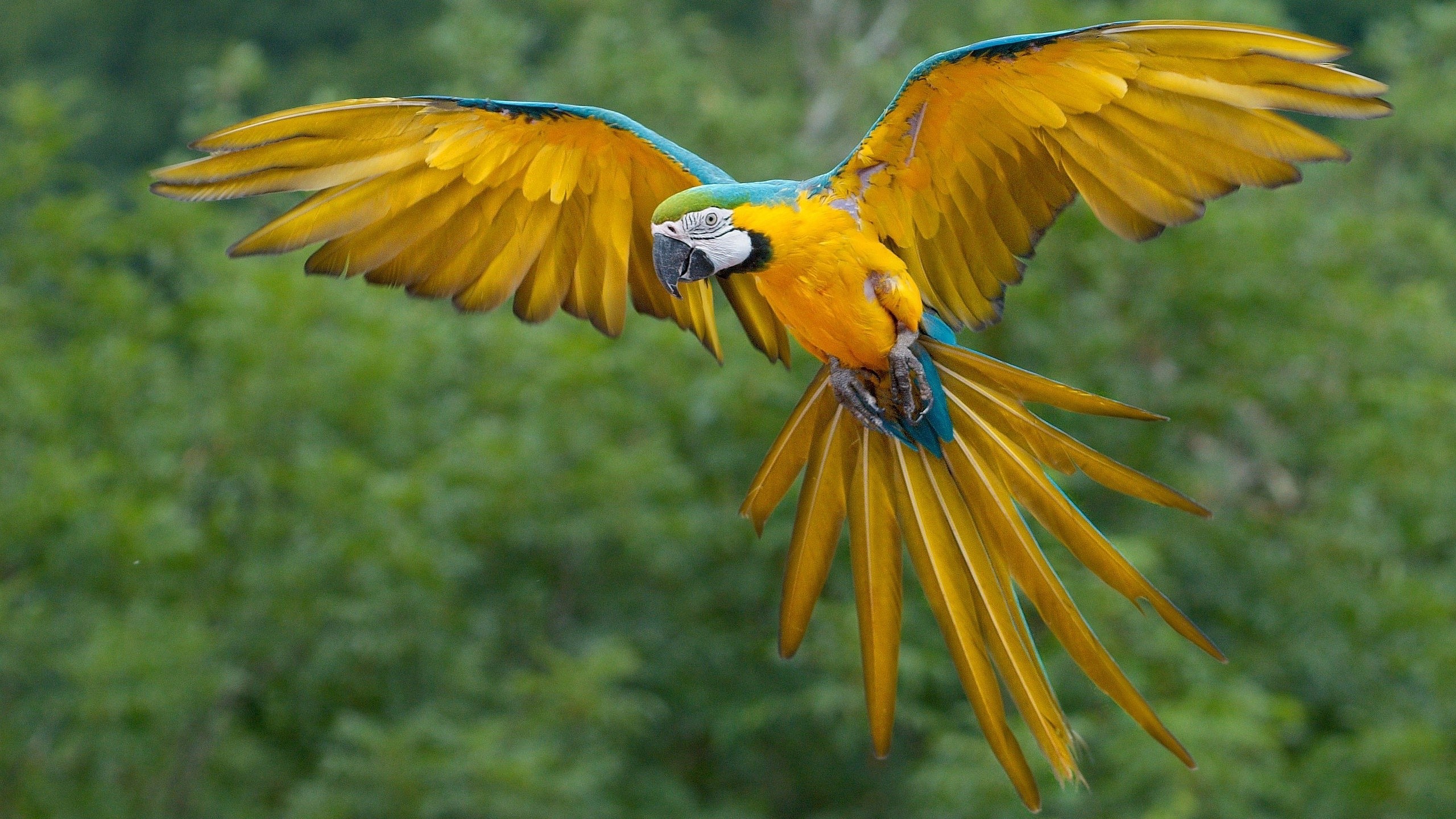 birds, sky, parrot, colorful, HD Wallpaper