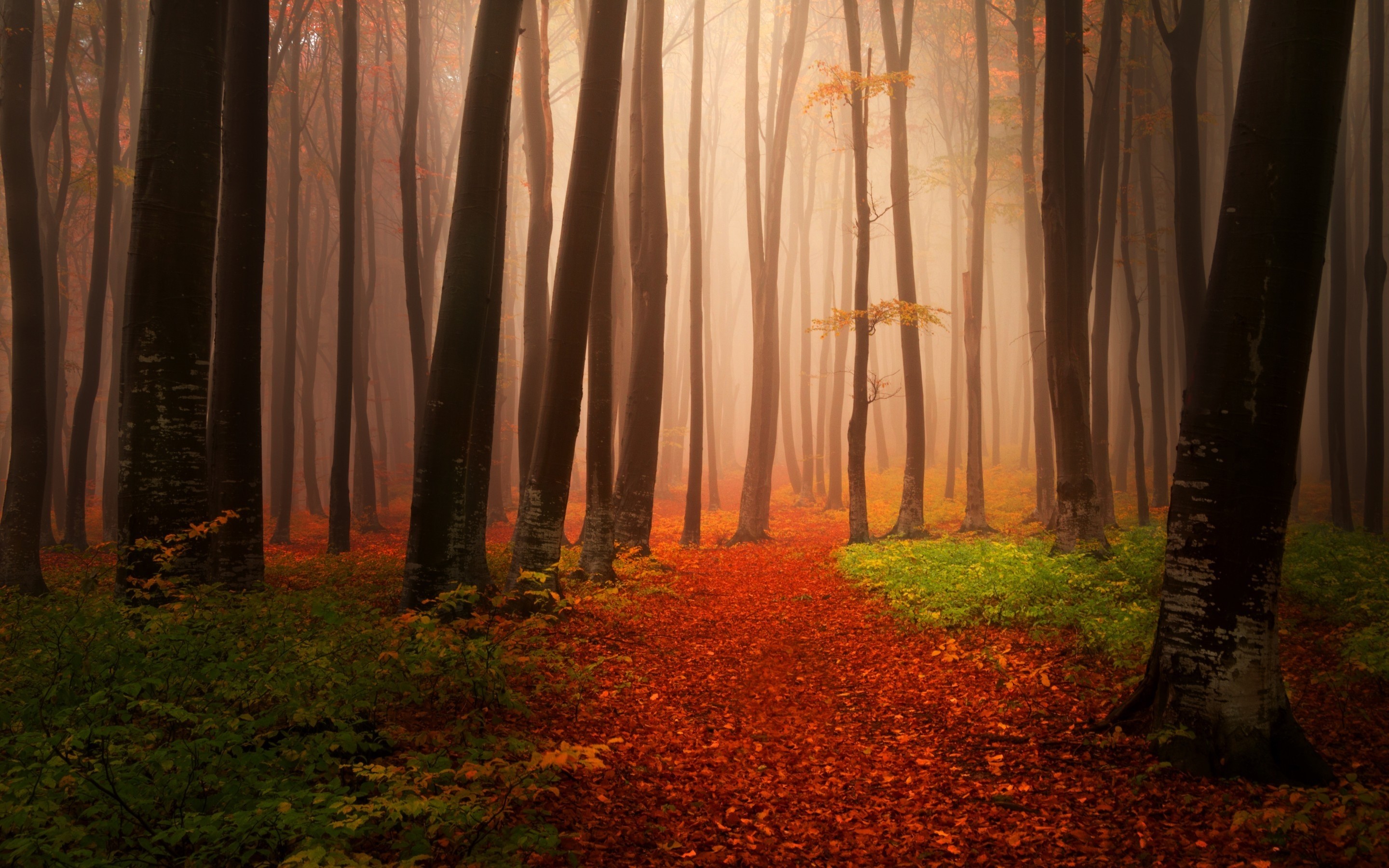autumn, forest, nature, HD Wallpaper