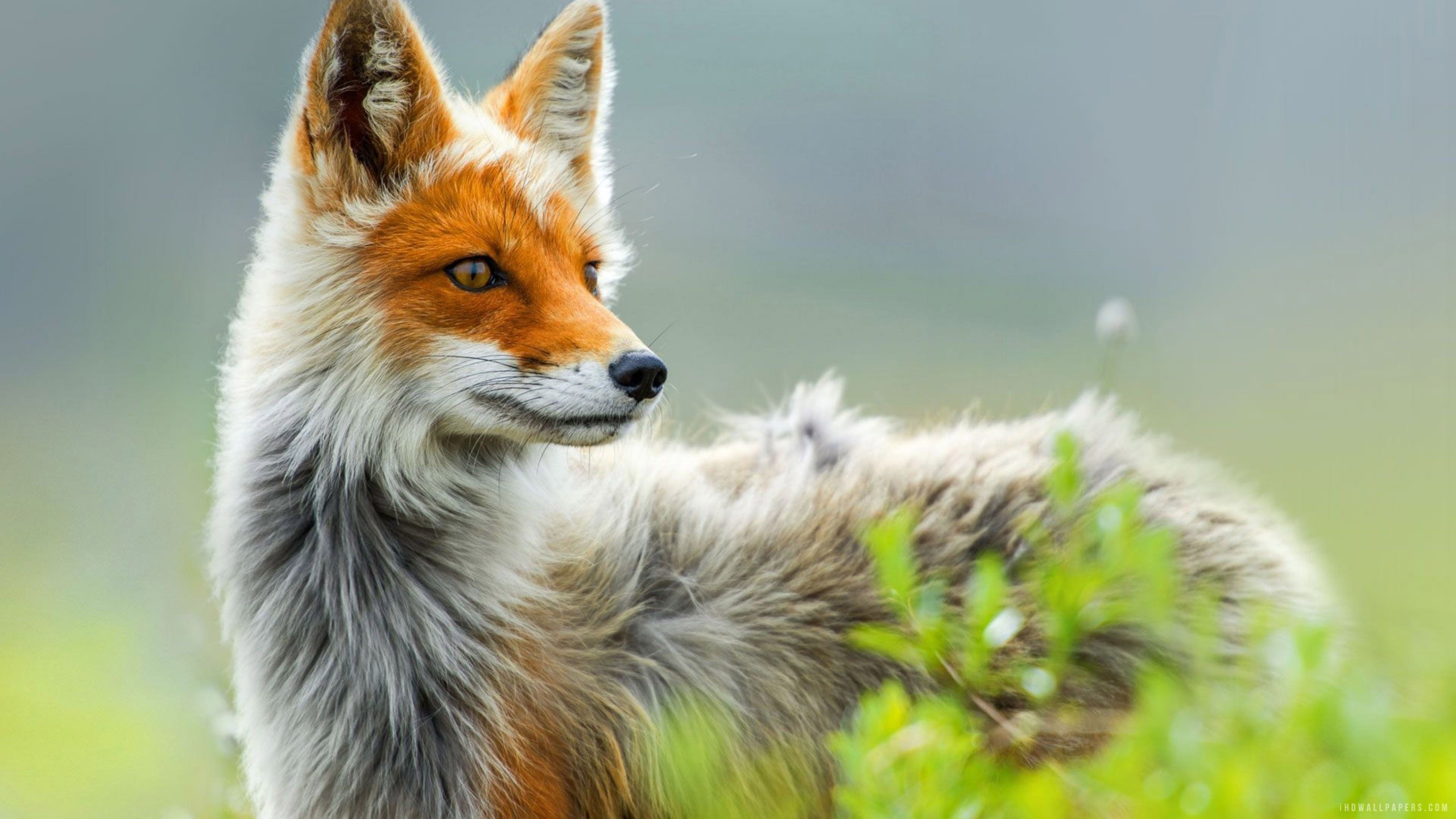 fox, wild, artist, digital art, HD Wallpaper