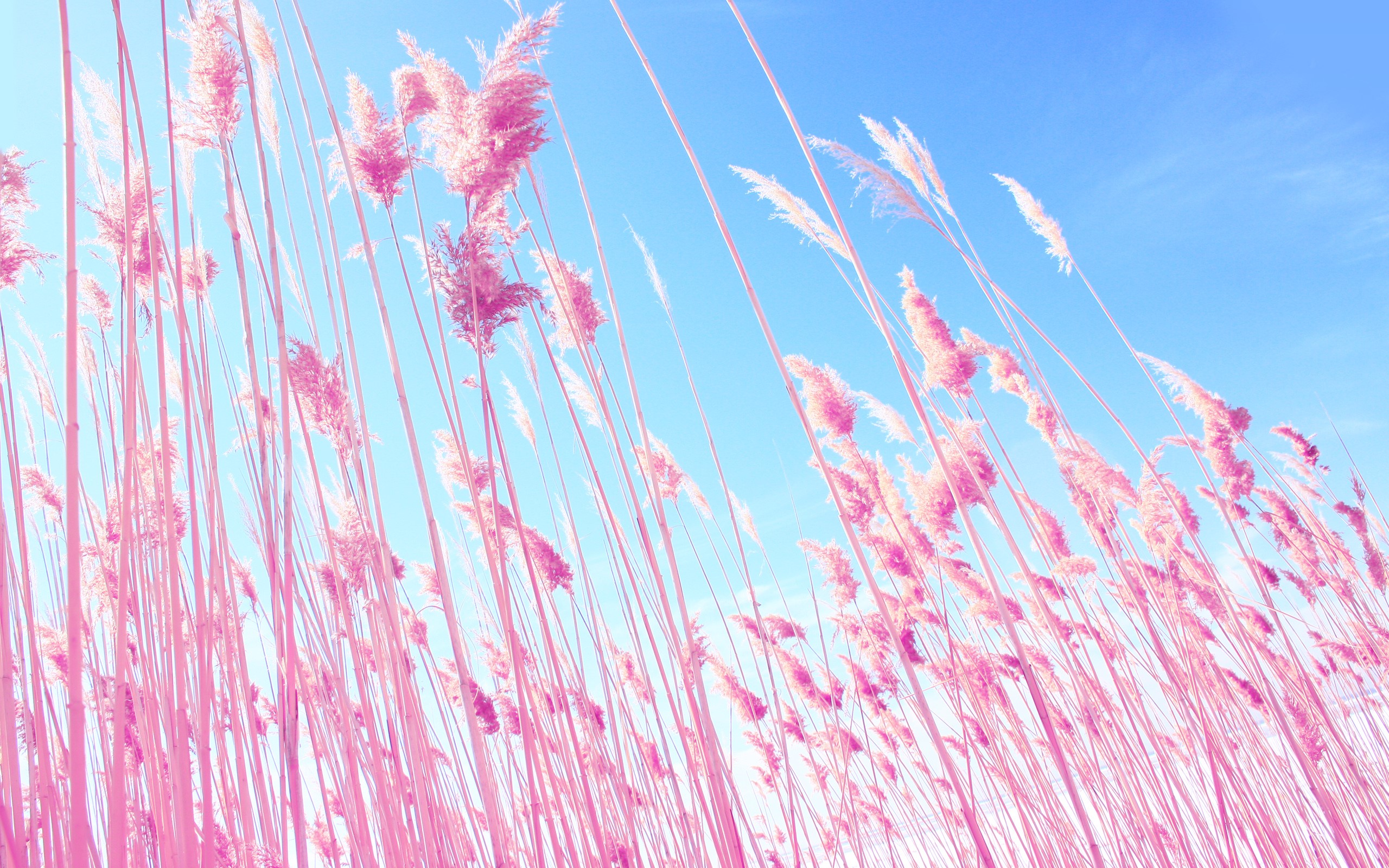 grass, nature, fields, pink, HD Wallpaper