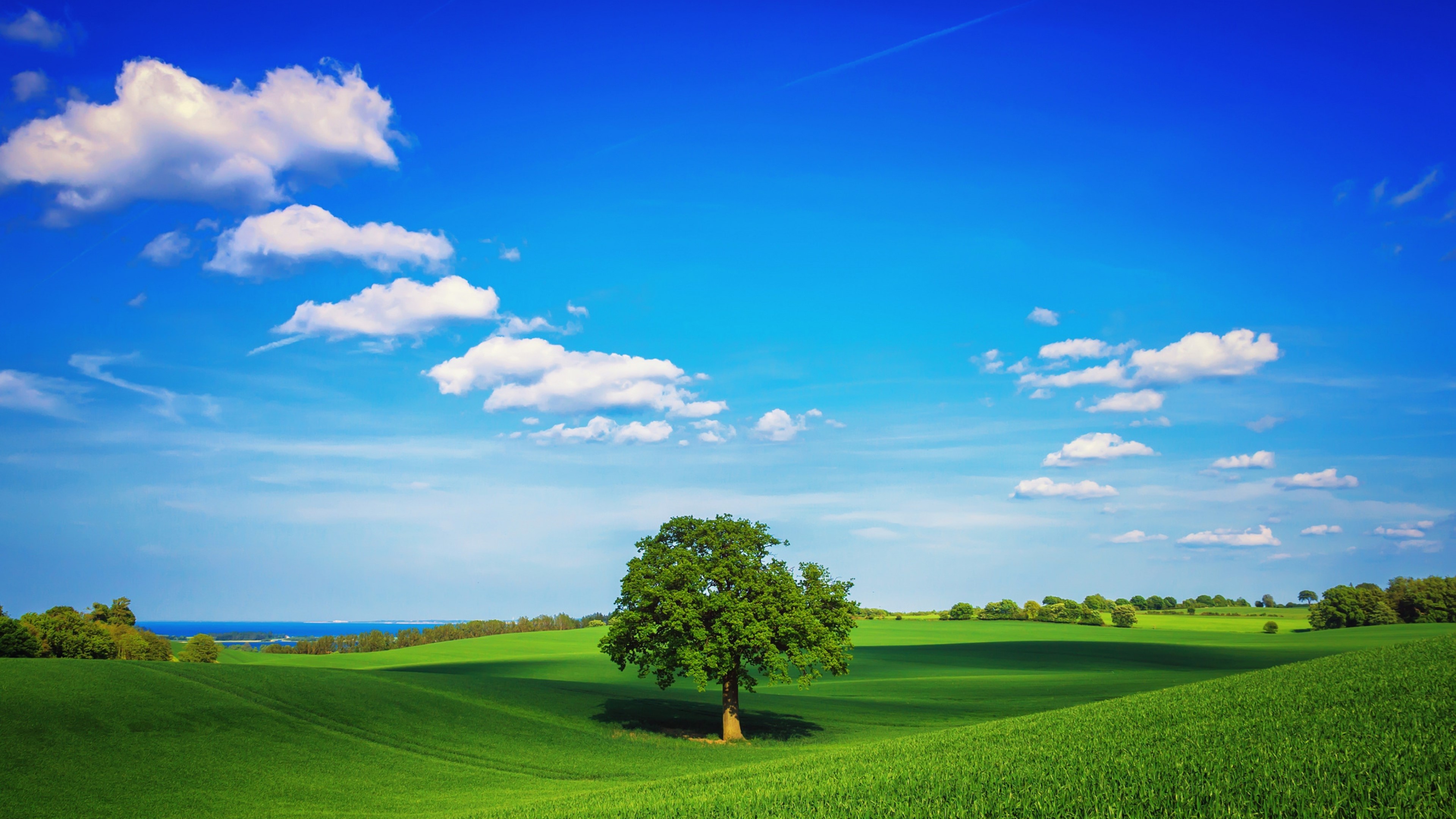 fields, tree, plain, nature, HD Wallpaper