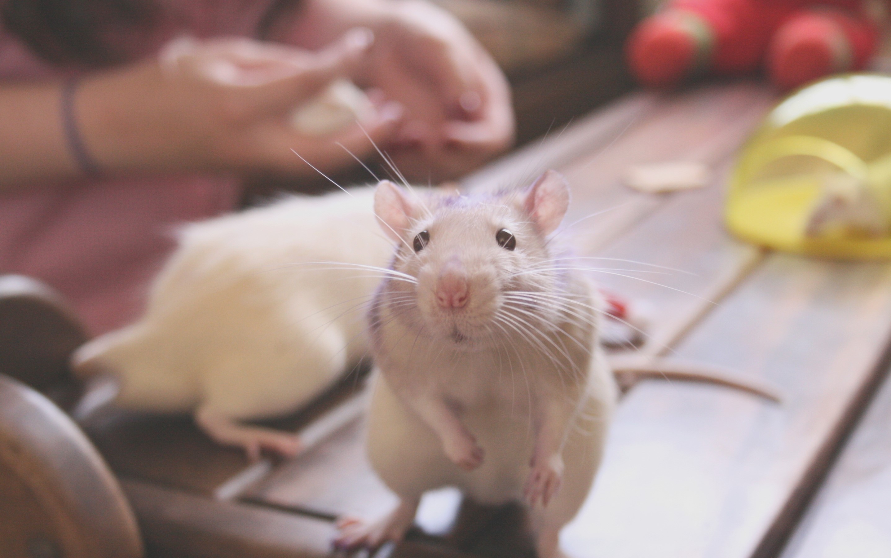 rat, cute, animals, HD Wallpaper