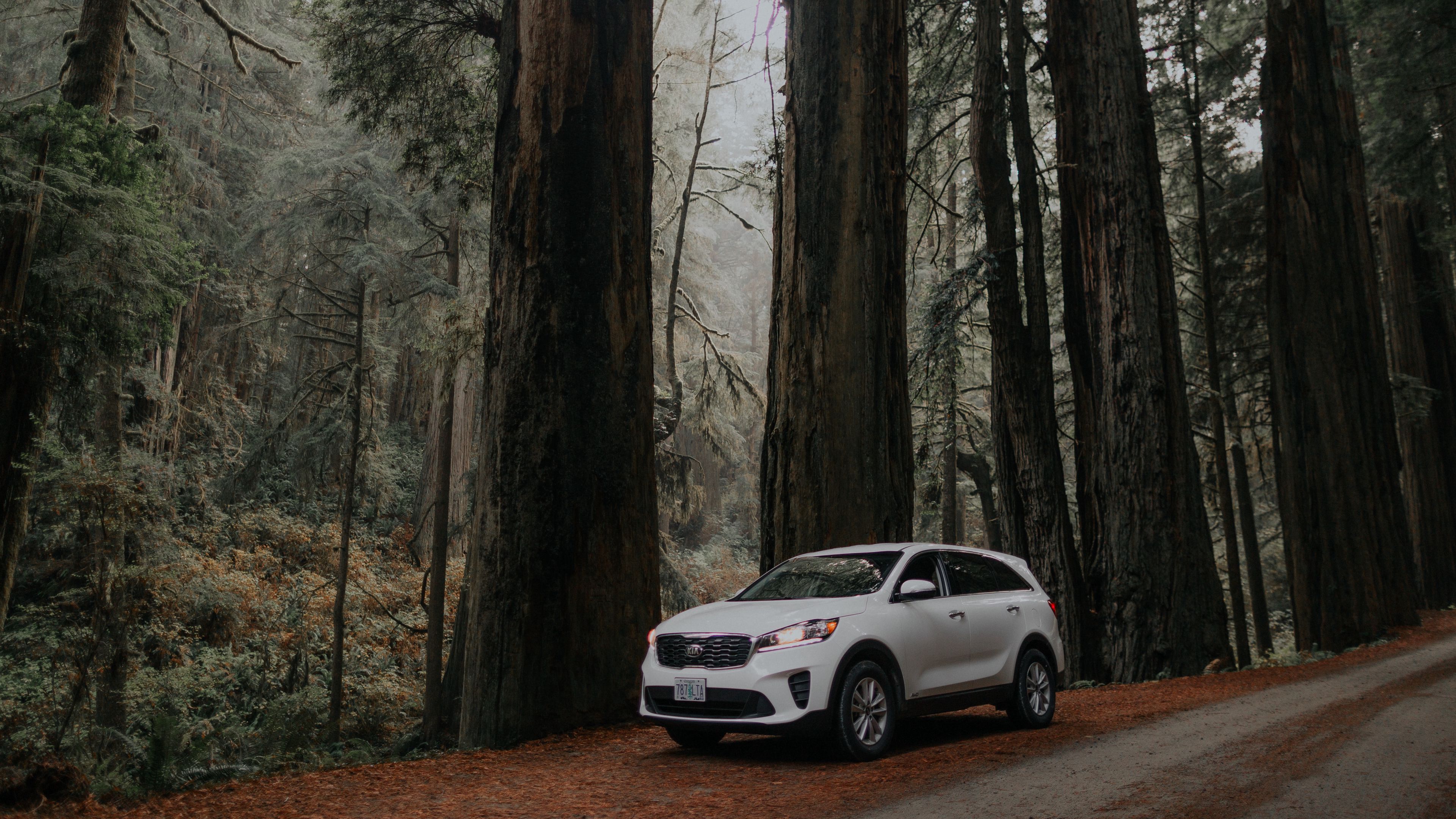 car, white, suv, side view, road, trees, 4k, HD Wallpaper