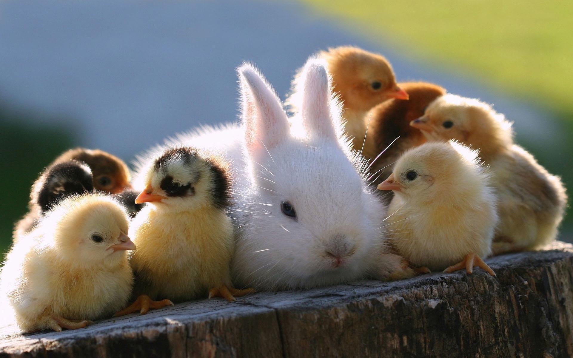 adorable, cute, animals, HD Wallpaper