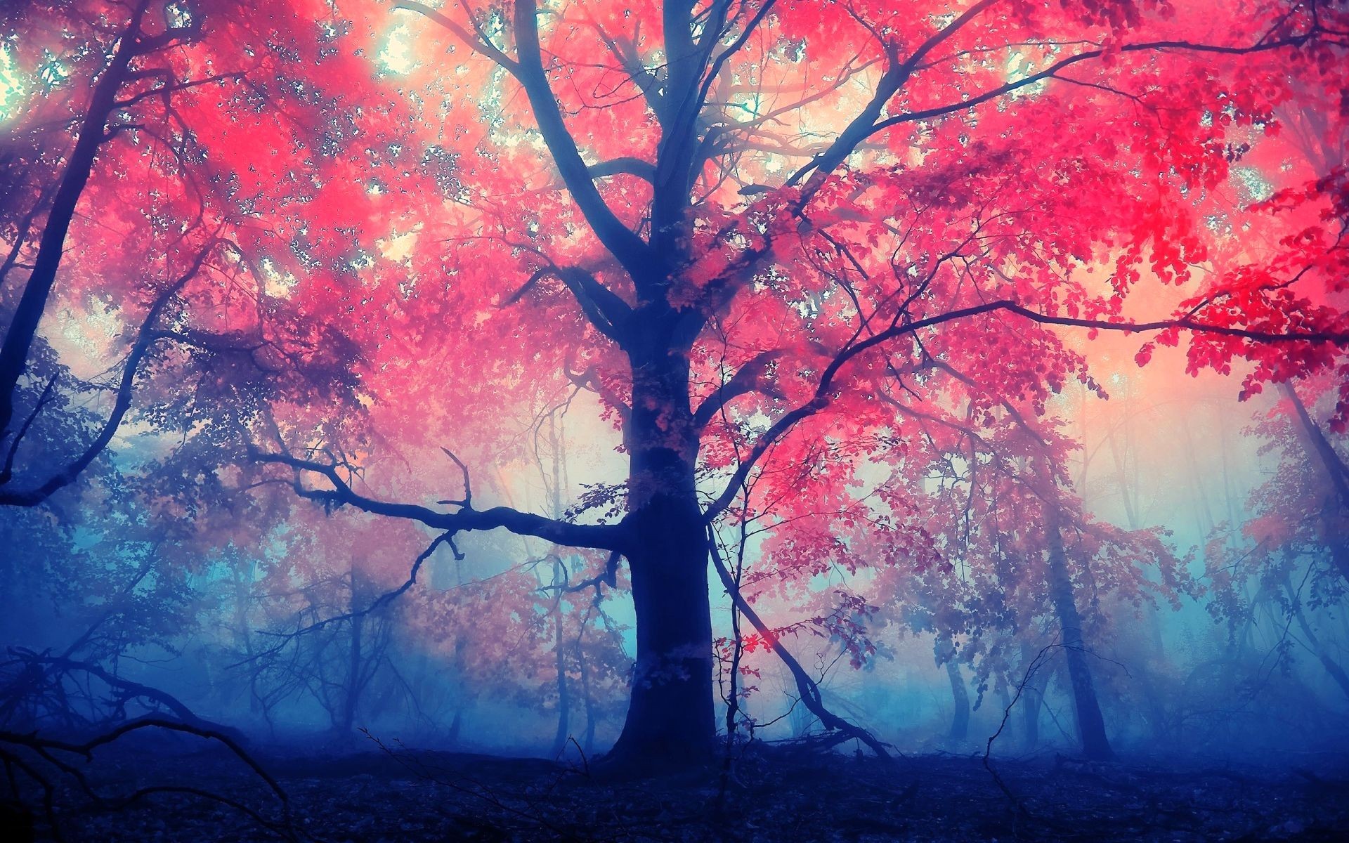 leaf, red, trees, nature, HD Wallpaper