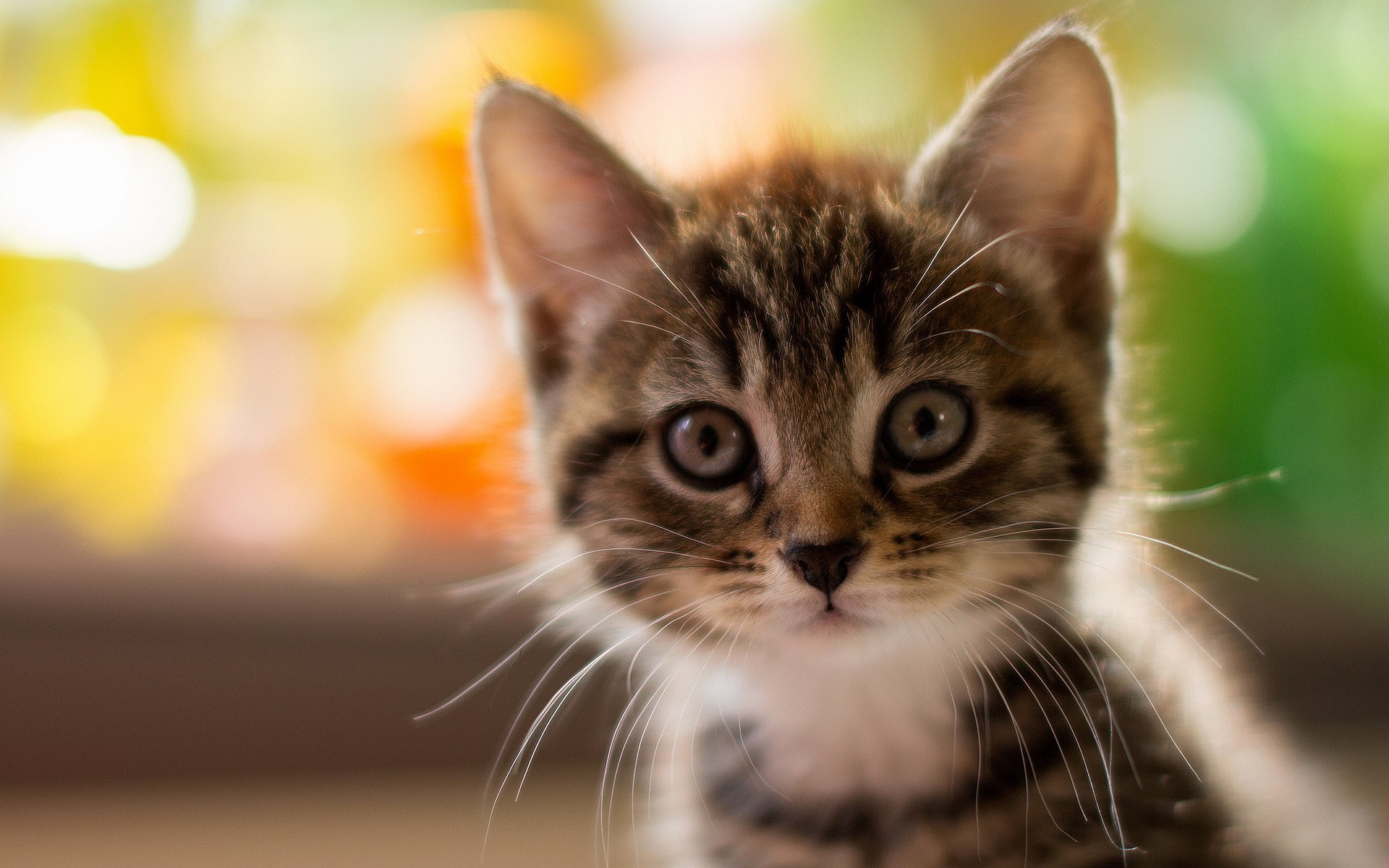 kitty, animals, cute, HD Wallpaper