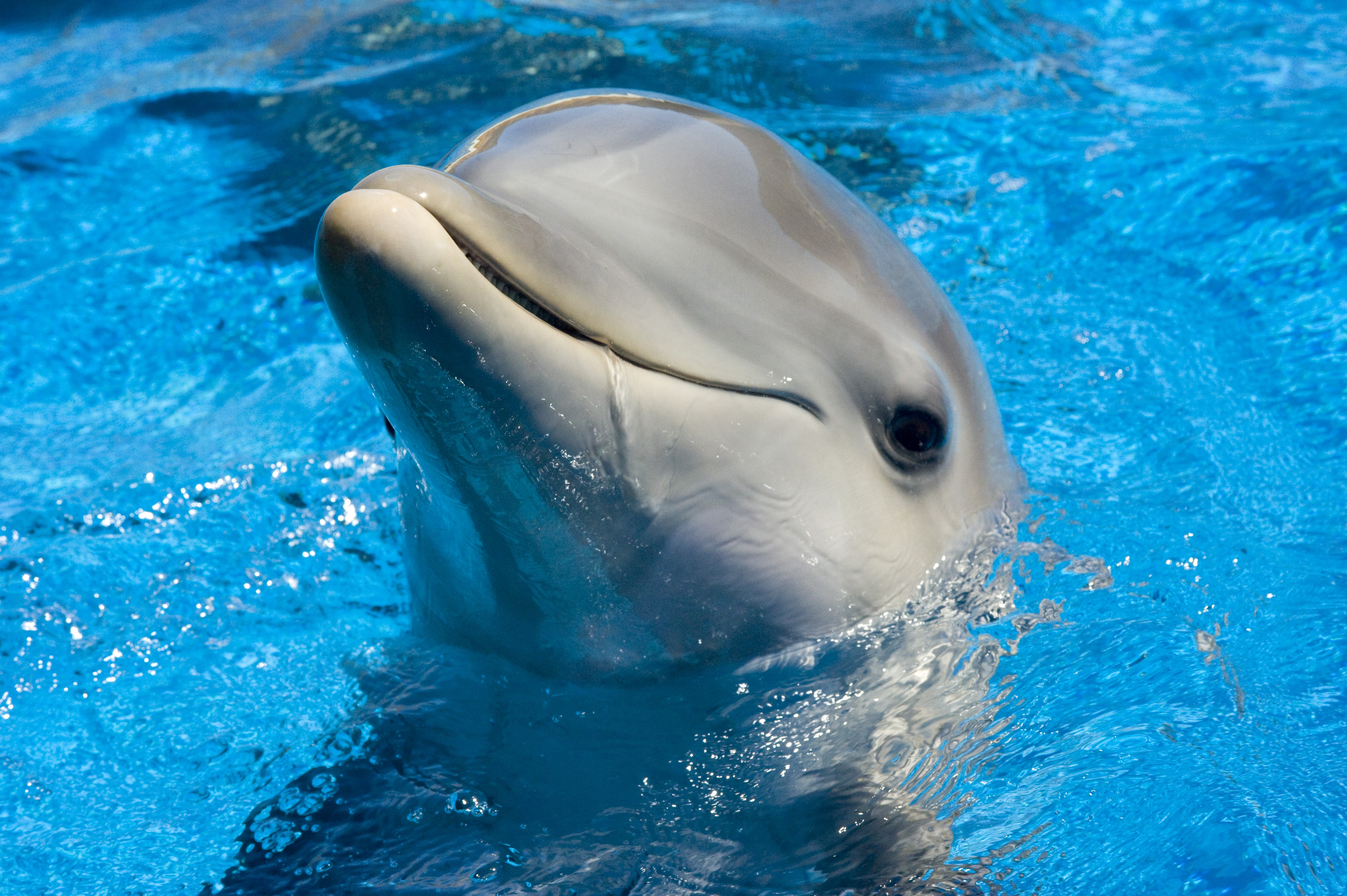 dophin, animals, cute, HD Wallpaper