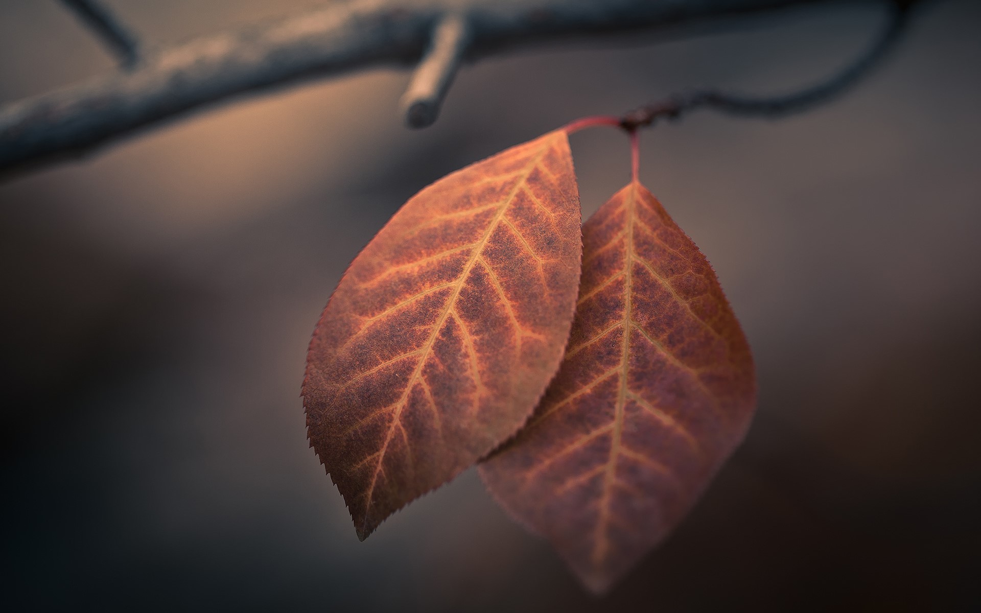 autumn, leaf, nature, HD Wallpaper
