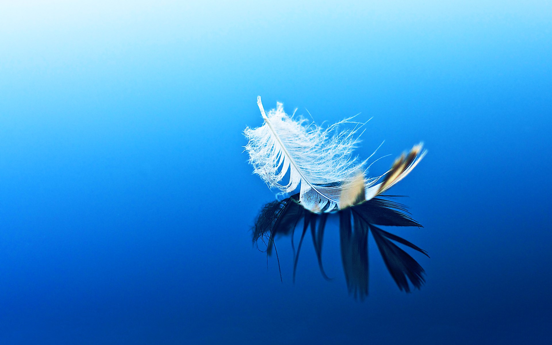feather, water, HD Wallpaper