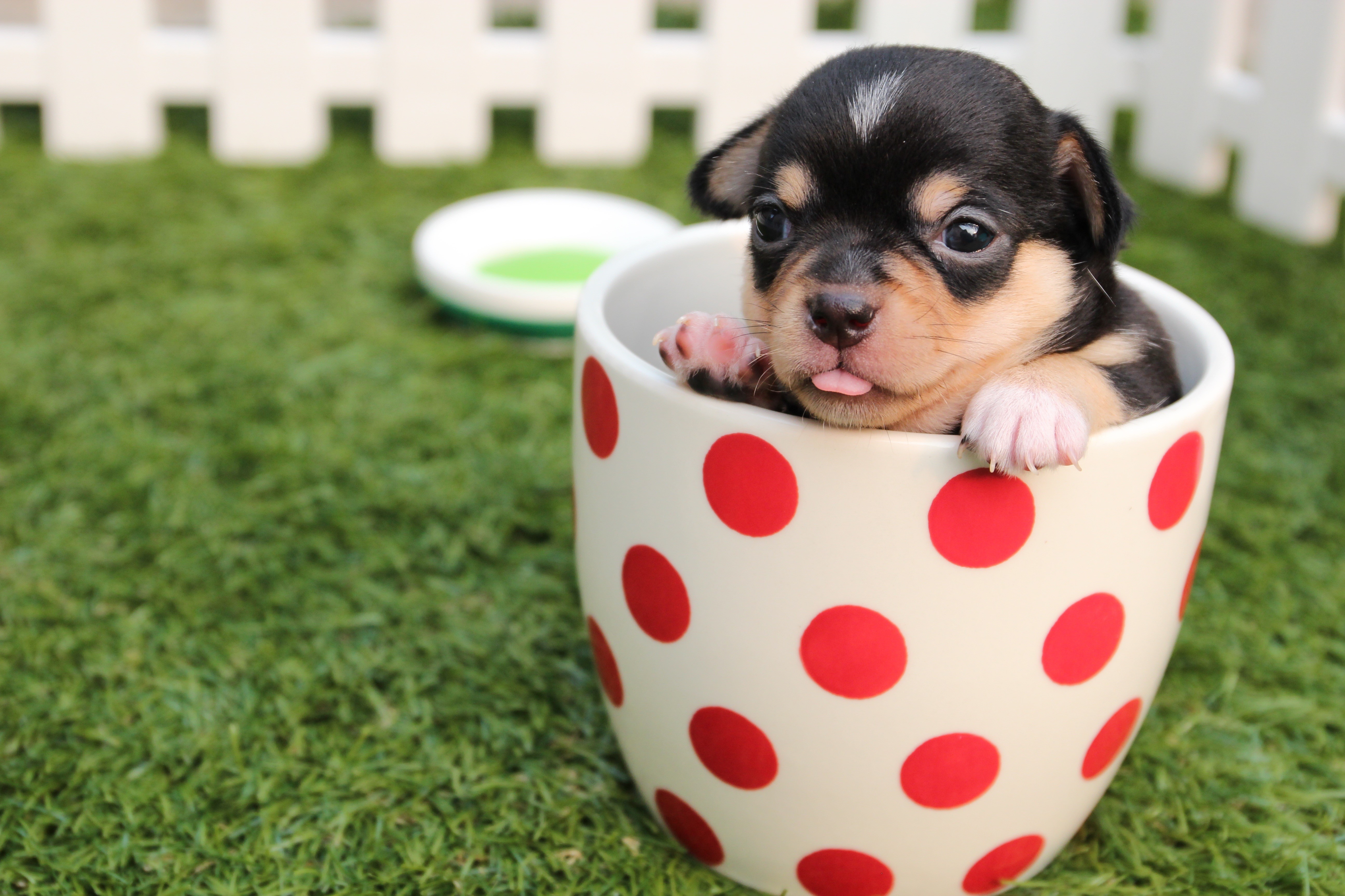 dog, puppy, cute, animals, cup, HD Wallpaper